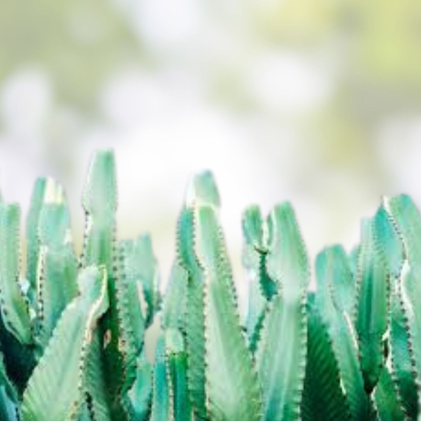 Euphorbia Trigonia Clippings - Lot of 2, 3" Succulent Cuttings, Unique Indoor Plant, Drought Tolerant, Easy Care, Scientific Name Euphorbia trigonia