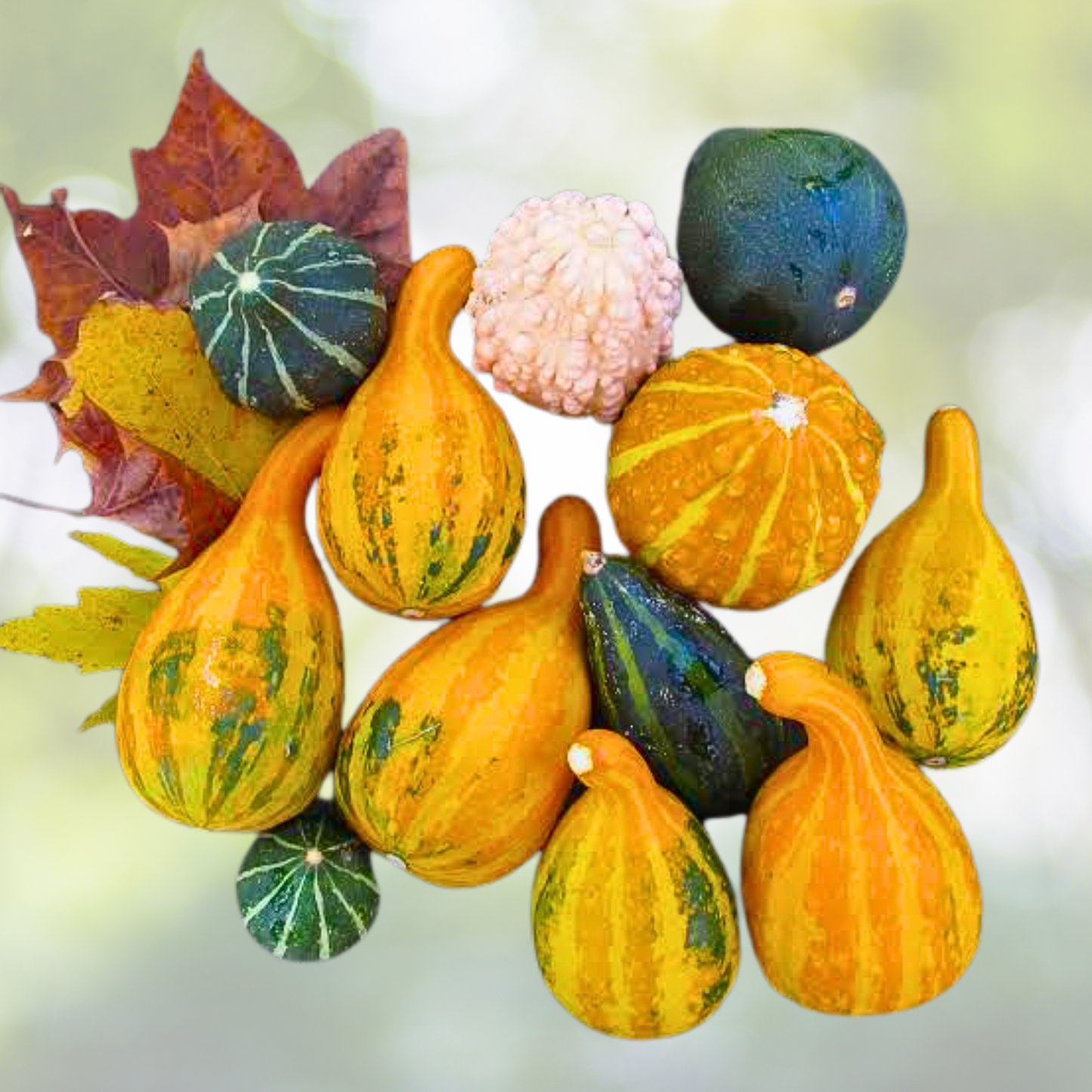 Small Gourd Mix - Decorative Fall Season Crafts - Non-GMO 30 Seeds - Perfect for Kids Arts & Crafts