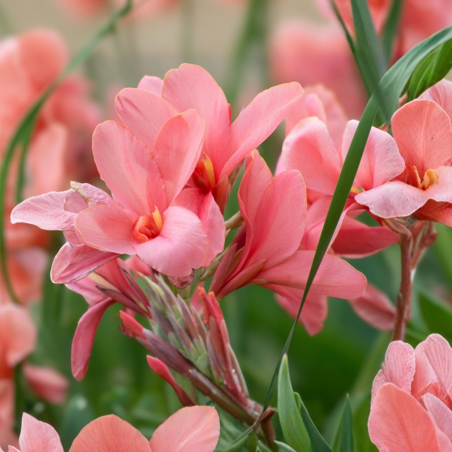 Canna Lily Bulb Coral Salmon Pink Live Plant - Canna indica City of Portland Variety