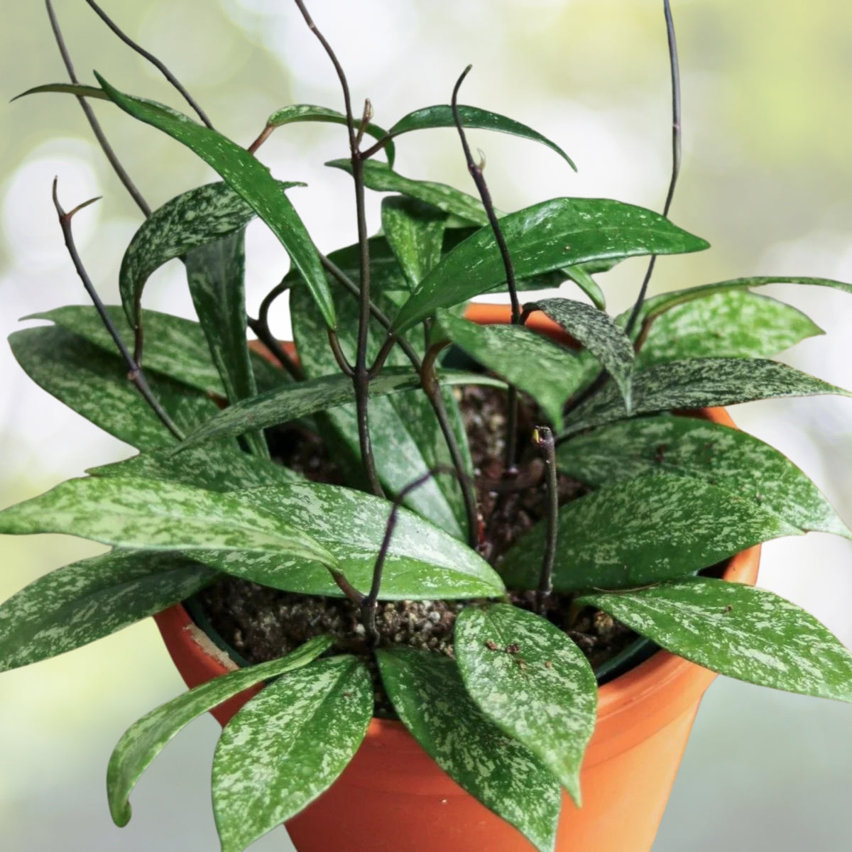 Hoya Publicalyx Splash Plant 3 in Pot - Purple Flowering Wax Plant - Tropical Houseplant (Hoya publicalyx)