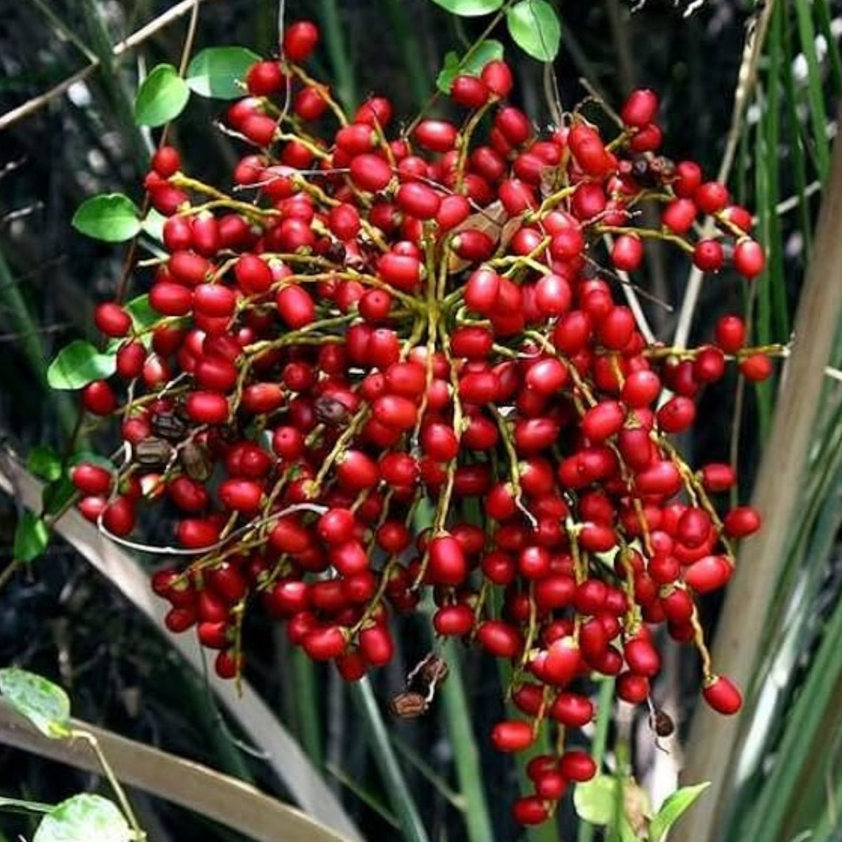 Wild Date Palm Seeds for Planting – 5 Seeds – Phoenix dactylifera – Gardening, Landscaping, Fruit Tree Cultivation