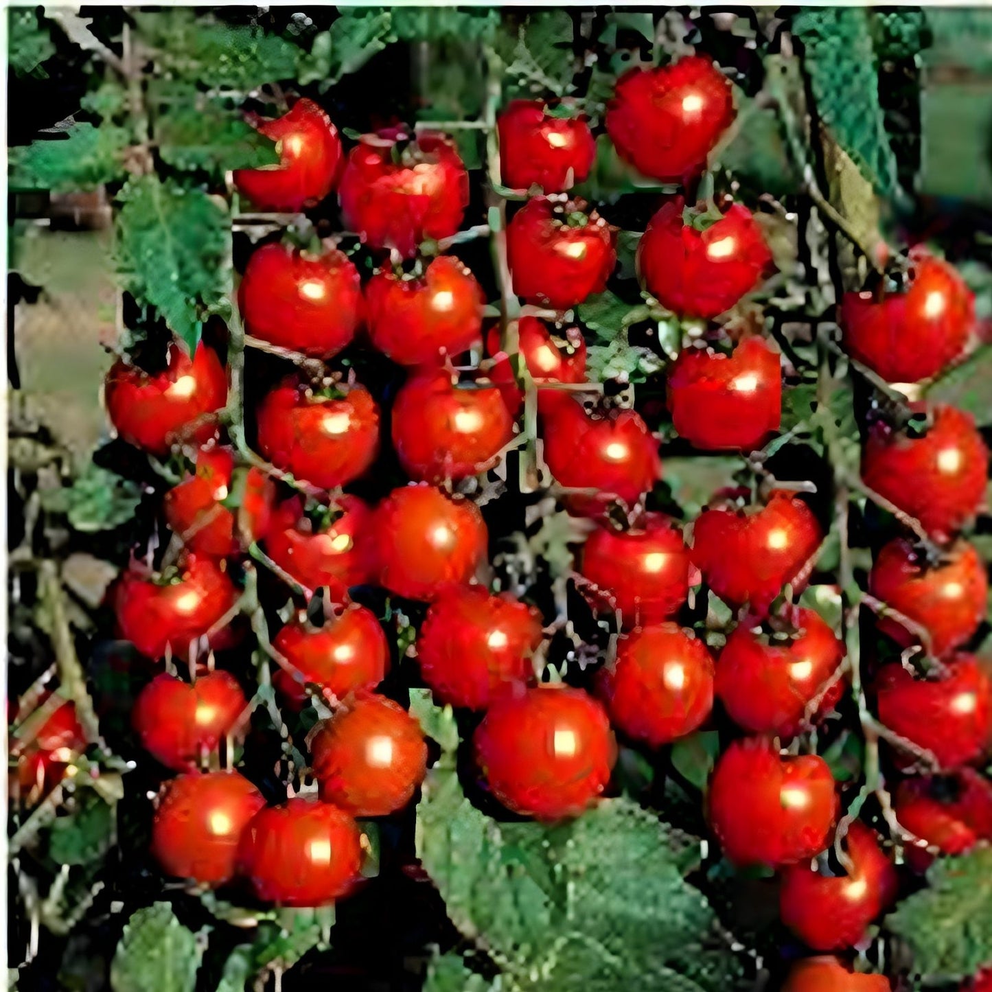 Super Sweet 100 Cherry Tomato Seeds - 100+ Heirloom Solanum lycopersicum for Gardening and Planting