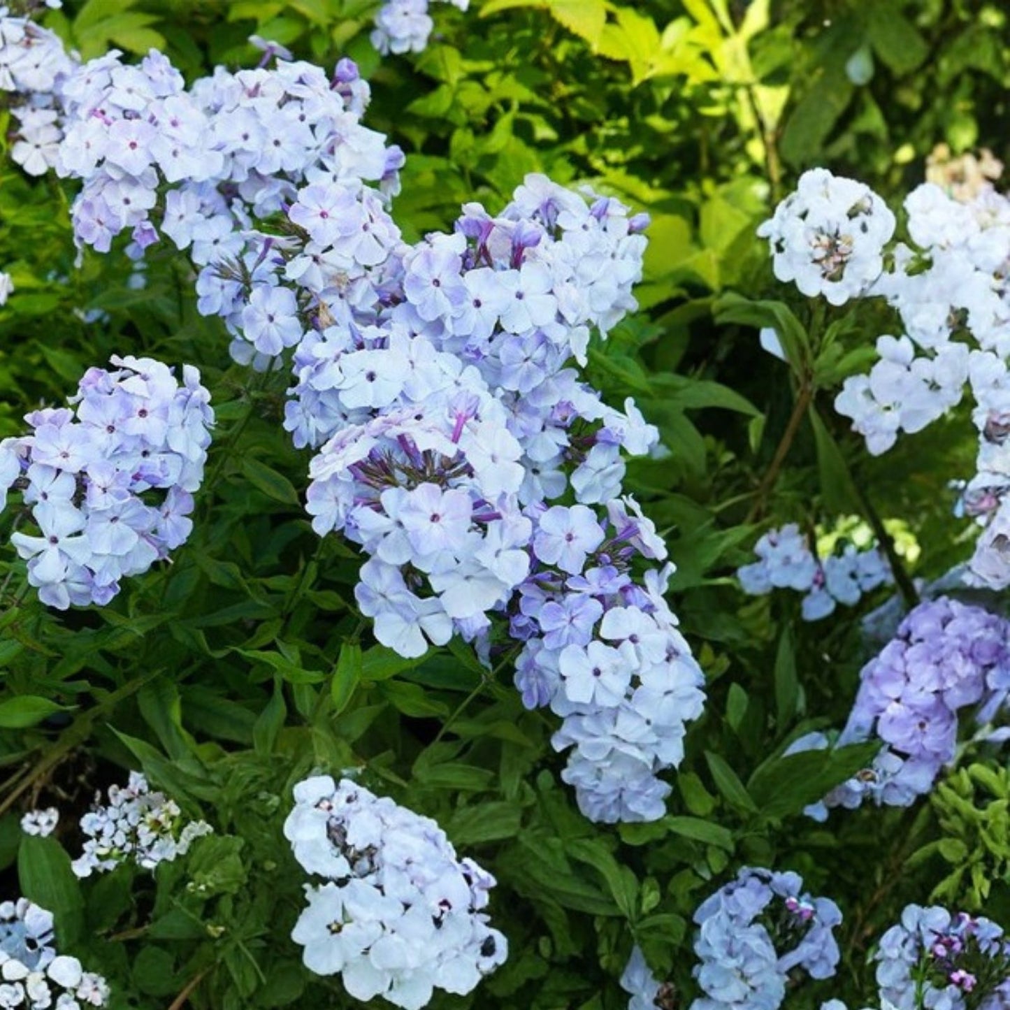 Phlox Seeds 125 Count Blue Flame Annual Flower Seeds Phlox paniculata