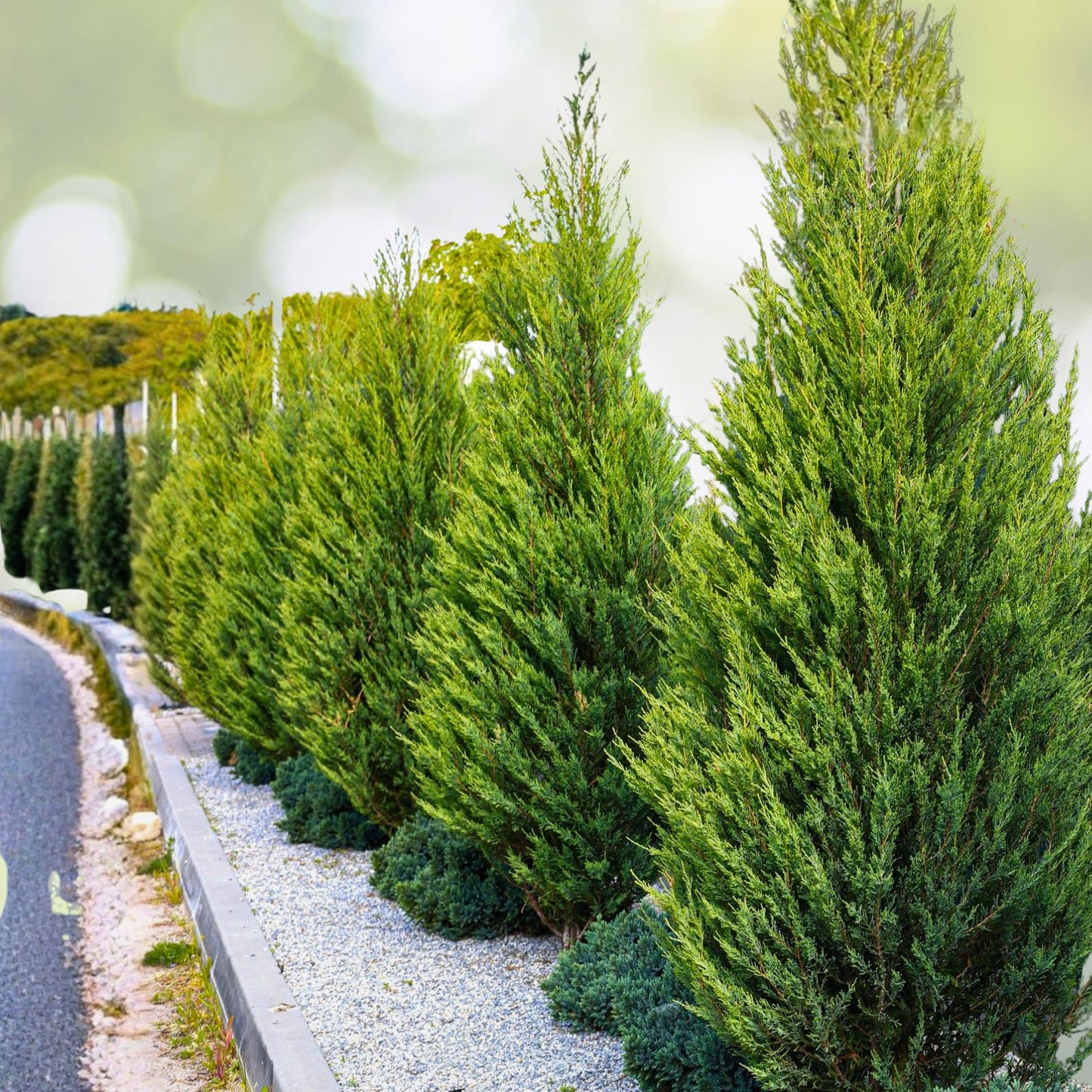 Leyland Cypress Tree Cuttings 6+2 Free Fast Growing Evergreen Cupressus × leylandii
