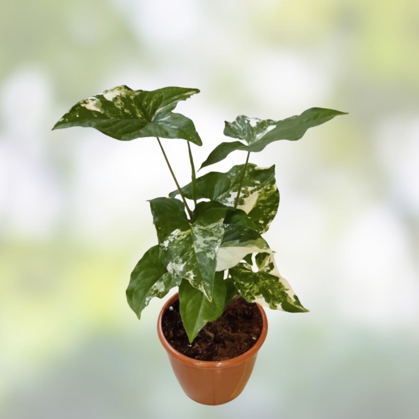 Variegated Syngonium Cutting - Albo Podophyllum - Indoor Tropical Foliage Plant for Houseplant Enthusiasts