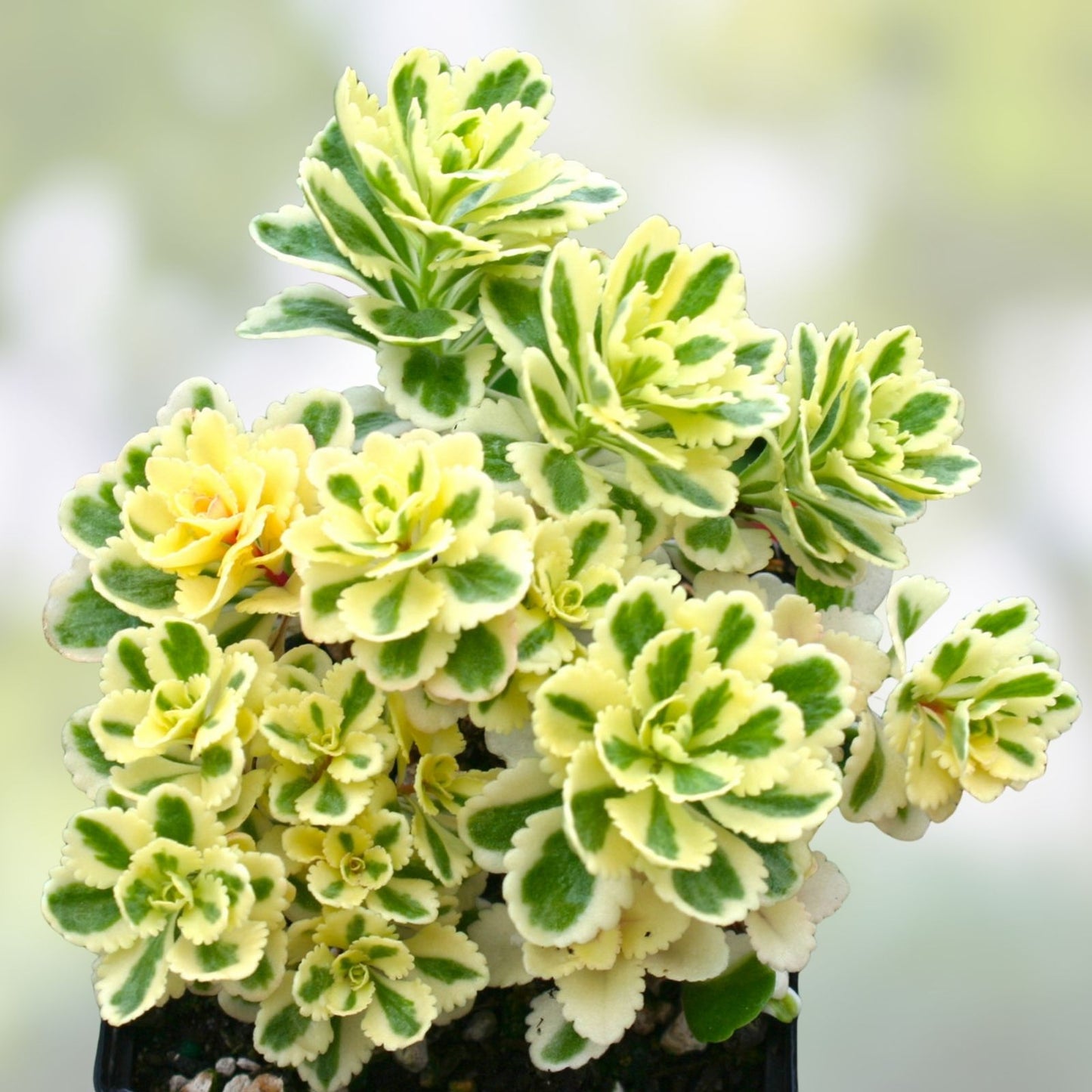 Sedum Takesimense Atlantis™ Variegated Succulent Plant 2 Inch – Garden Decor, Landscaping, Live Succulent, Variegated, Easy Care