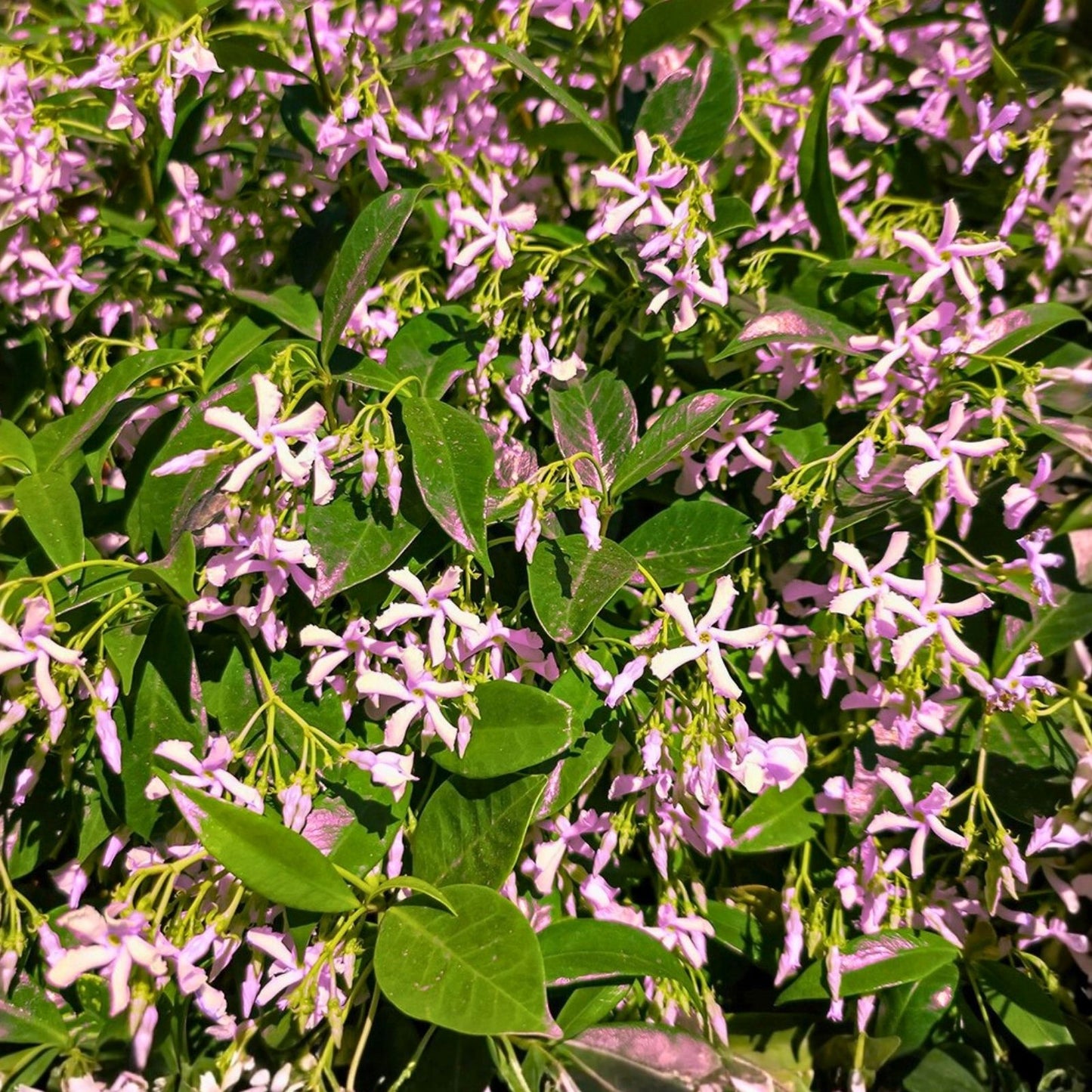 Pink Star Jasmine Cuttings 16 Pieces - Fragrant Climbing Vines Trachelospermum jasminoides Garden Plants