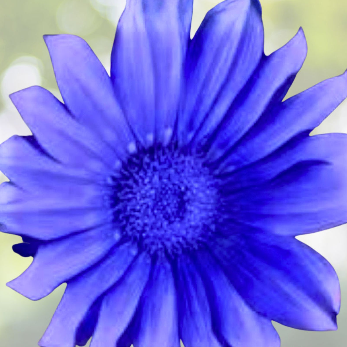 Blue Daisy Seeds - 200+ Count - Felicia Flower Seeds for Garden - USA Free Shipping