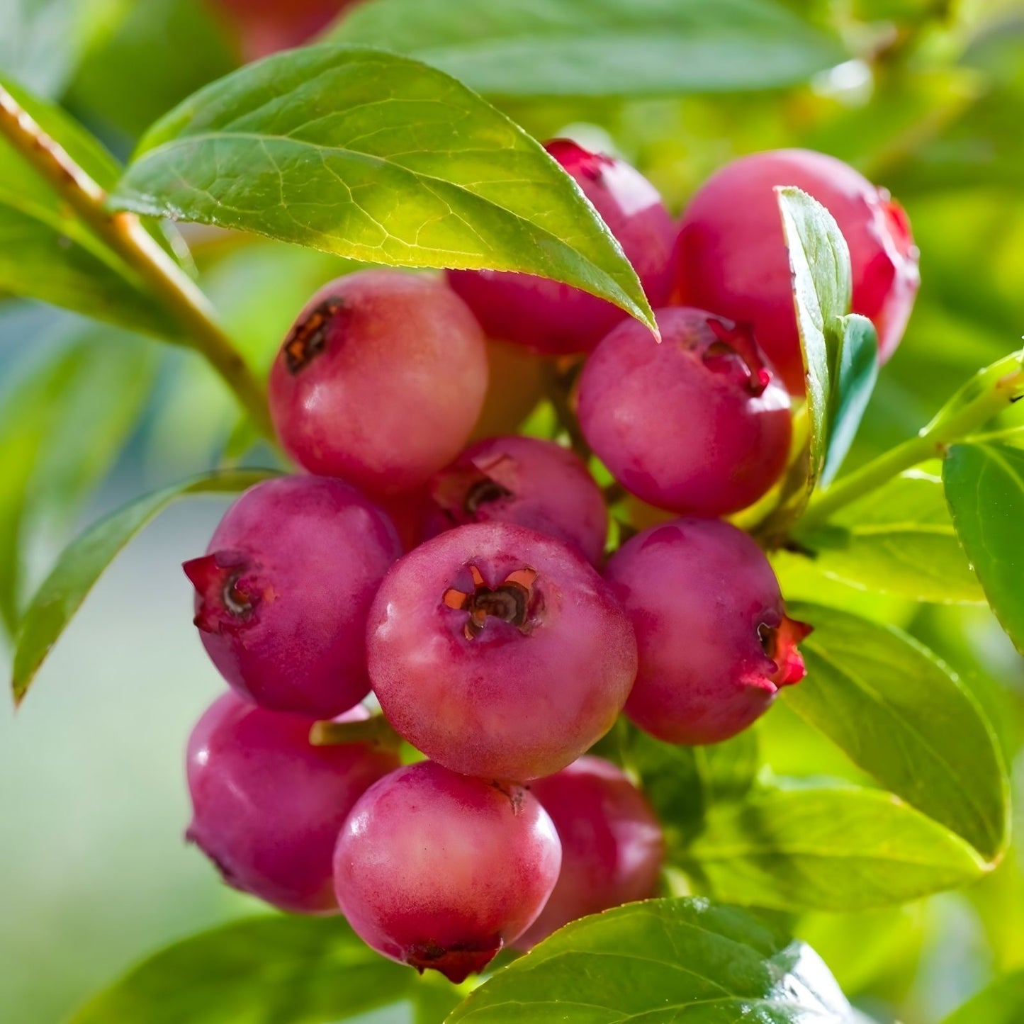 Pink Lemonade Blueberry Bush Seedling 1 Gallon, Vaccinium corymbosum, Pink Lemonade Variety, Edible Fruit Plant