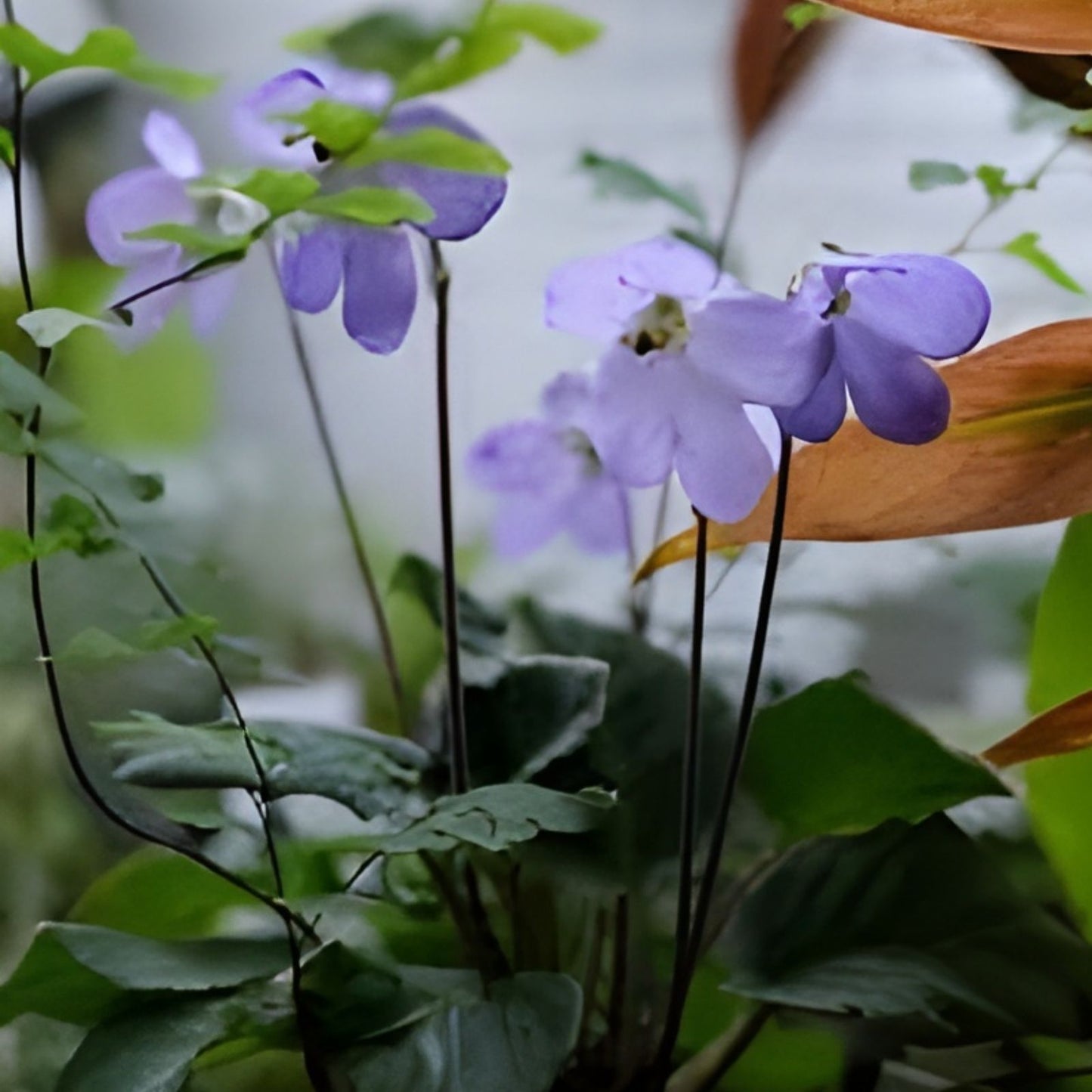 African Violet Leaf Cutting 6 Standard Leaves My Choice Saintpaulia ionantha Indoor Plant