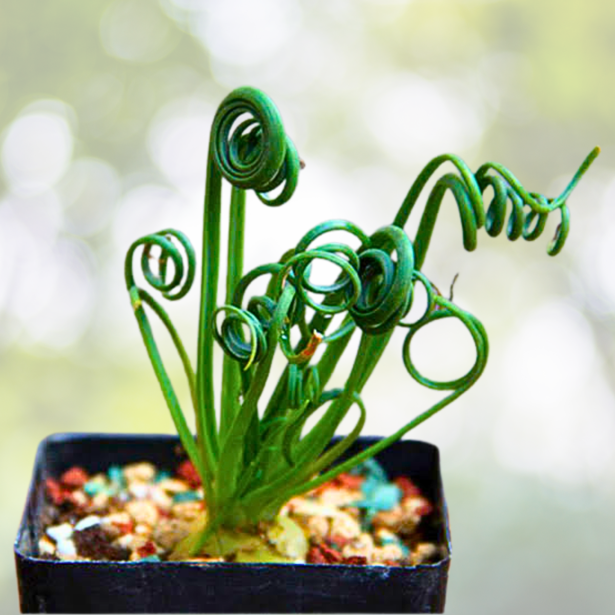 200PCS Spiral Grass Seeds - Green Succulents for DIY Bonsai & Potted Flowers - Ideal for Gardens and Indoor Decor