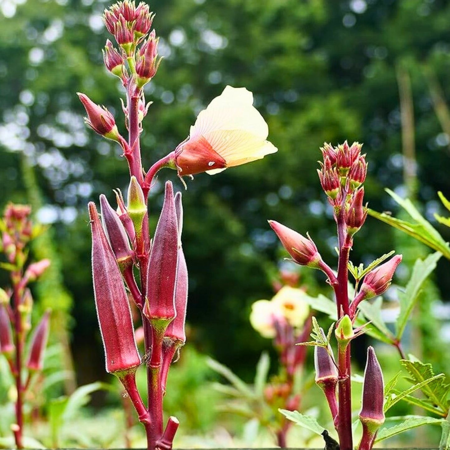 Okra Seeds 100 Count Red Burgundy Heirloom Non-GMO Garden Seeds Abelmoschus esculentus