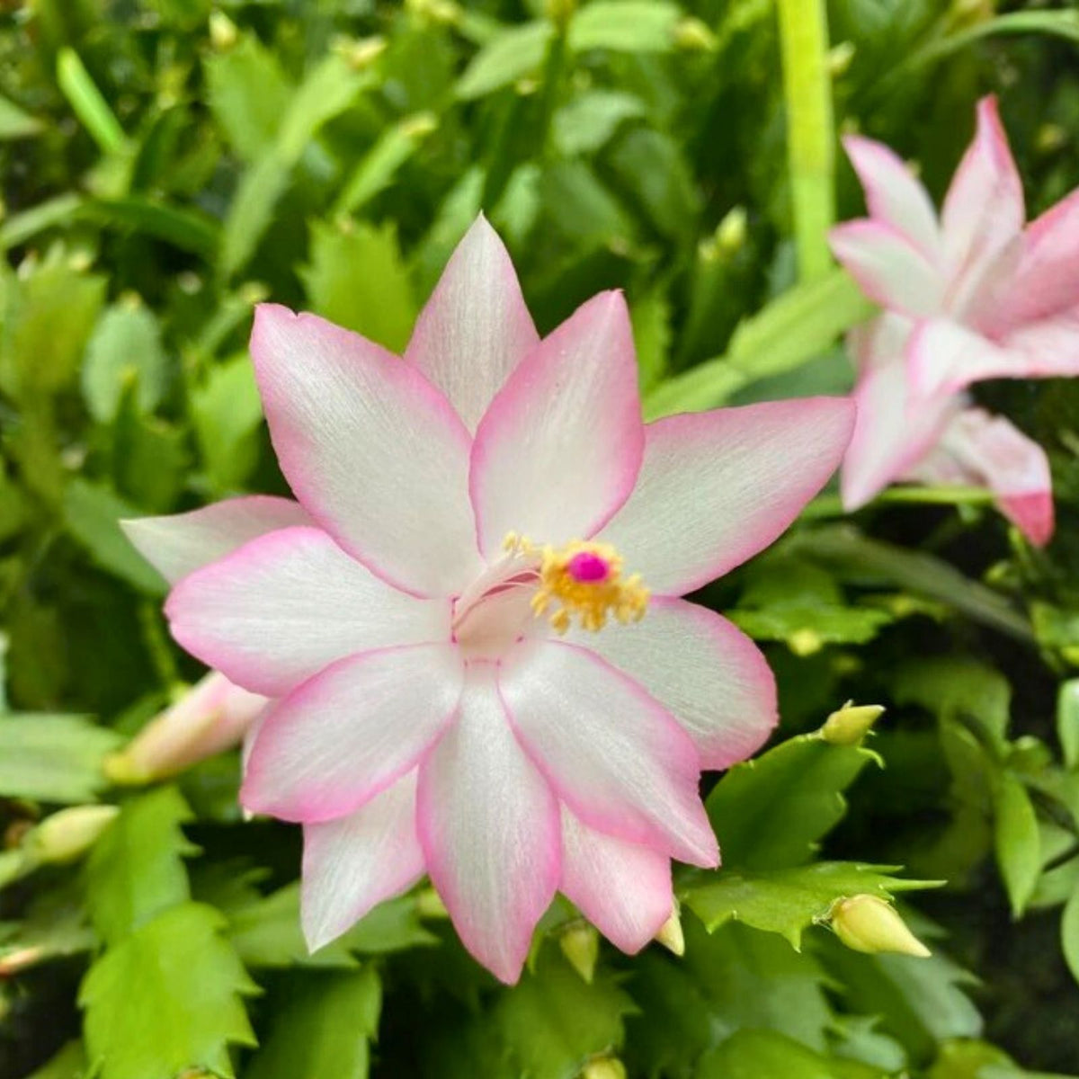 Thanksgiving Cactus Cuttings - Schlumbergera "Angel Dance" - No Roots Indoor Holiday Plant