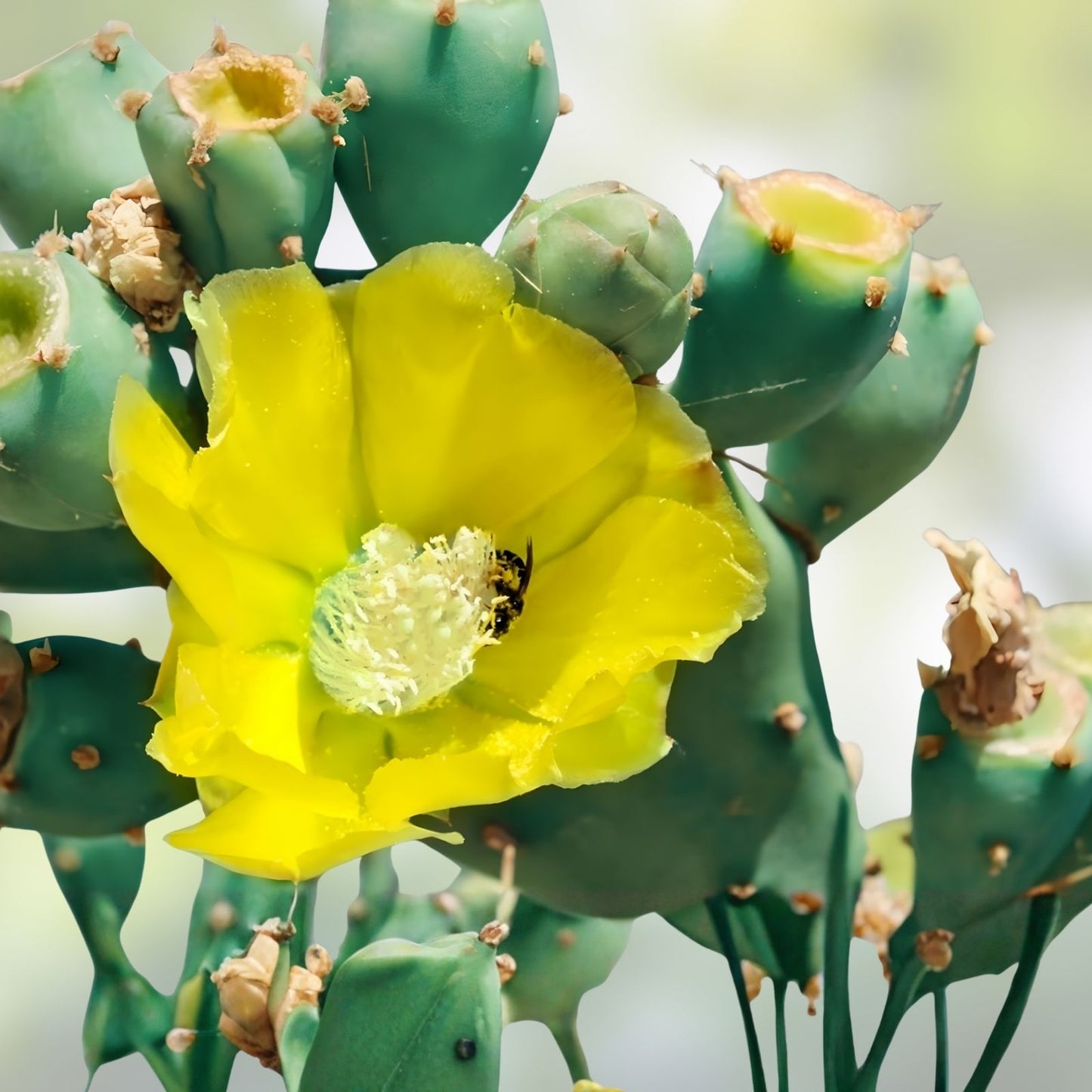 Hardy Spinyless Opuntia Cacanapa Ellisianna Prickly Pear Cactus Succulent Plant - Drought-Tolerant Indoor Outdoor Decor