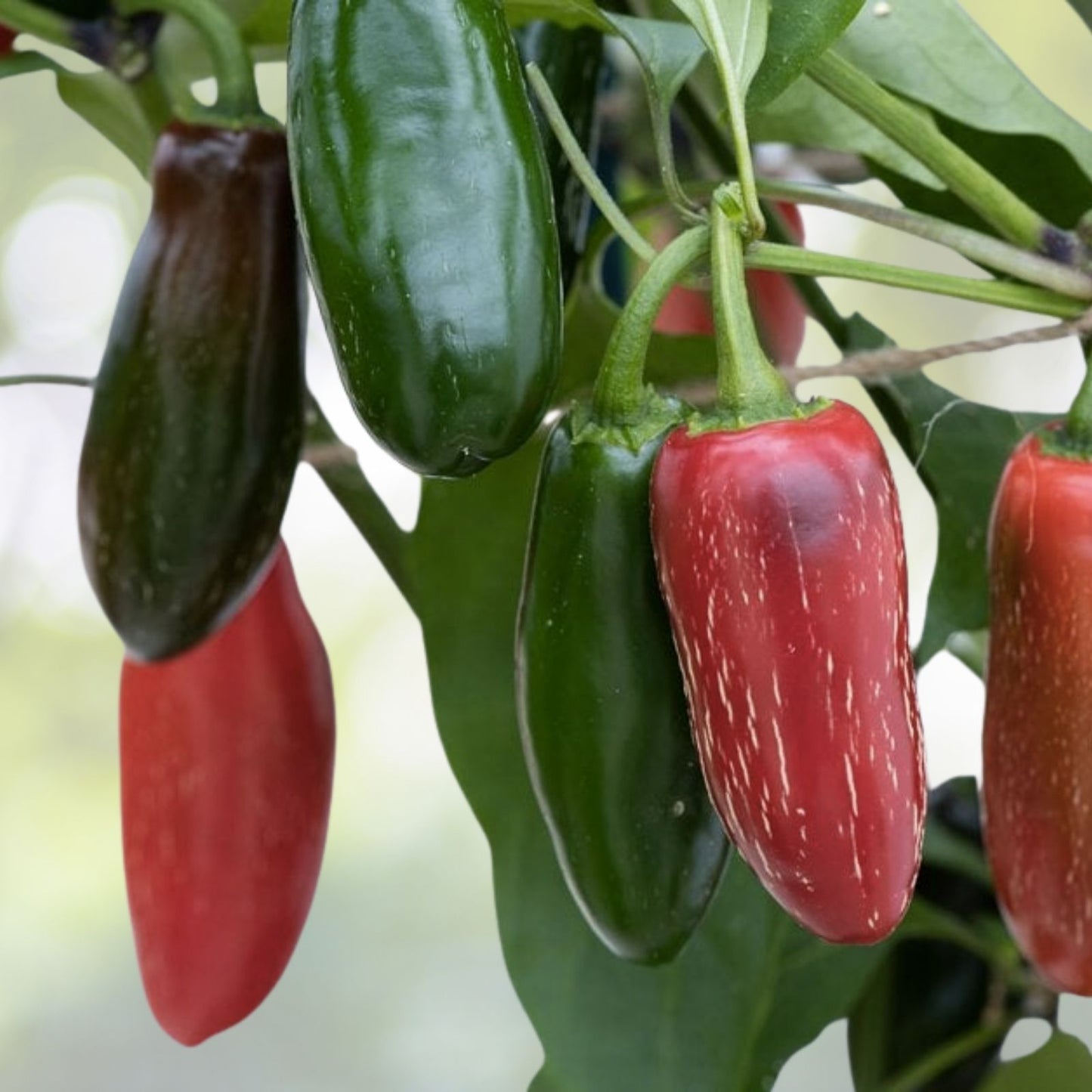 Tam Jalapeno Pepper Seeds | NON-GMO Heirloom | Spicy Green Peppers | Capsicum annuum