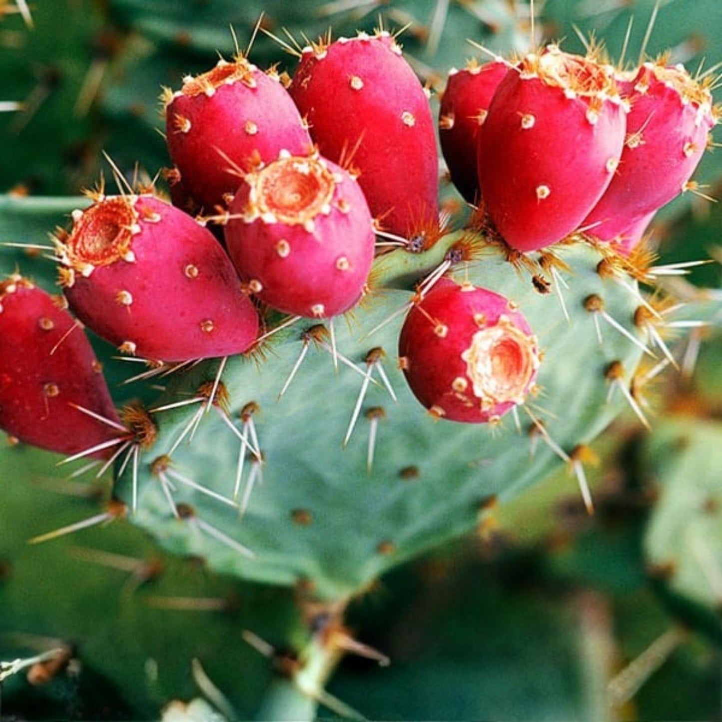 Beavertail Cactus 4" Opuntia basilaris Drought-Tolerant Succulent Plant for Indoor Outdoor Gardens