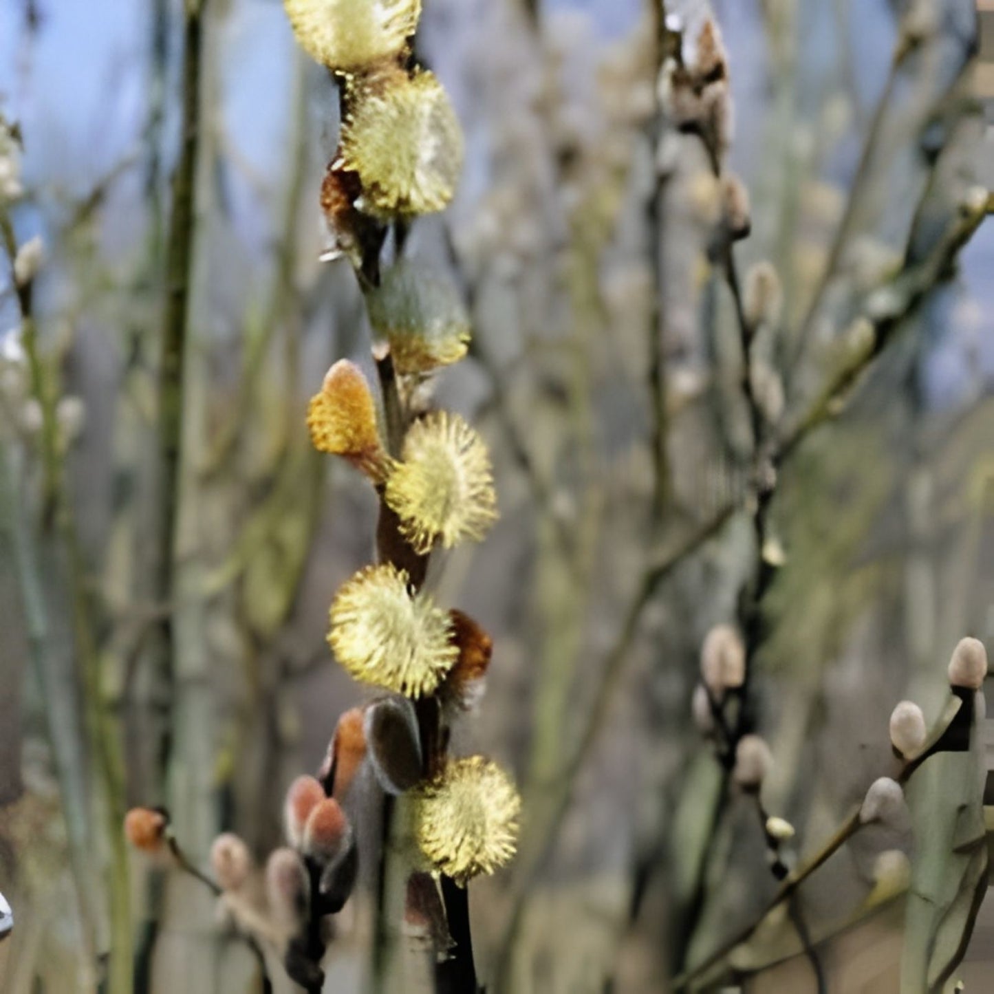 Pussy Willow Tree Stems 5 Piece Lot White Salix discolor for Planting - 6-7 Inch Decorative Branches