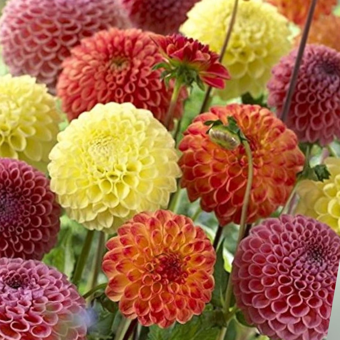 Dahlia Pom Pom Seeds 100+ Mixed Color Dahlia pinnata Flower Seeds for Garden, Planting, and Landscaping