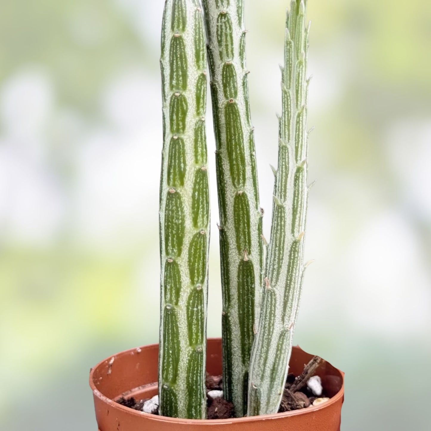 6-inch Succulent Cutting Senecio Stapeliiformis Pickle Plant for Head Planter, Unique Cactus Decor, Drought Tolerant Succulent