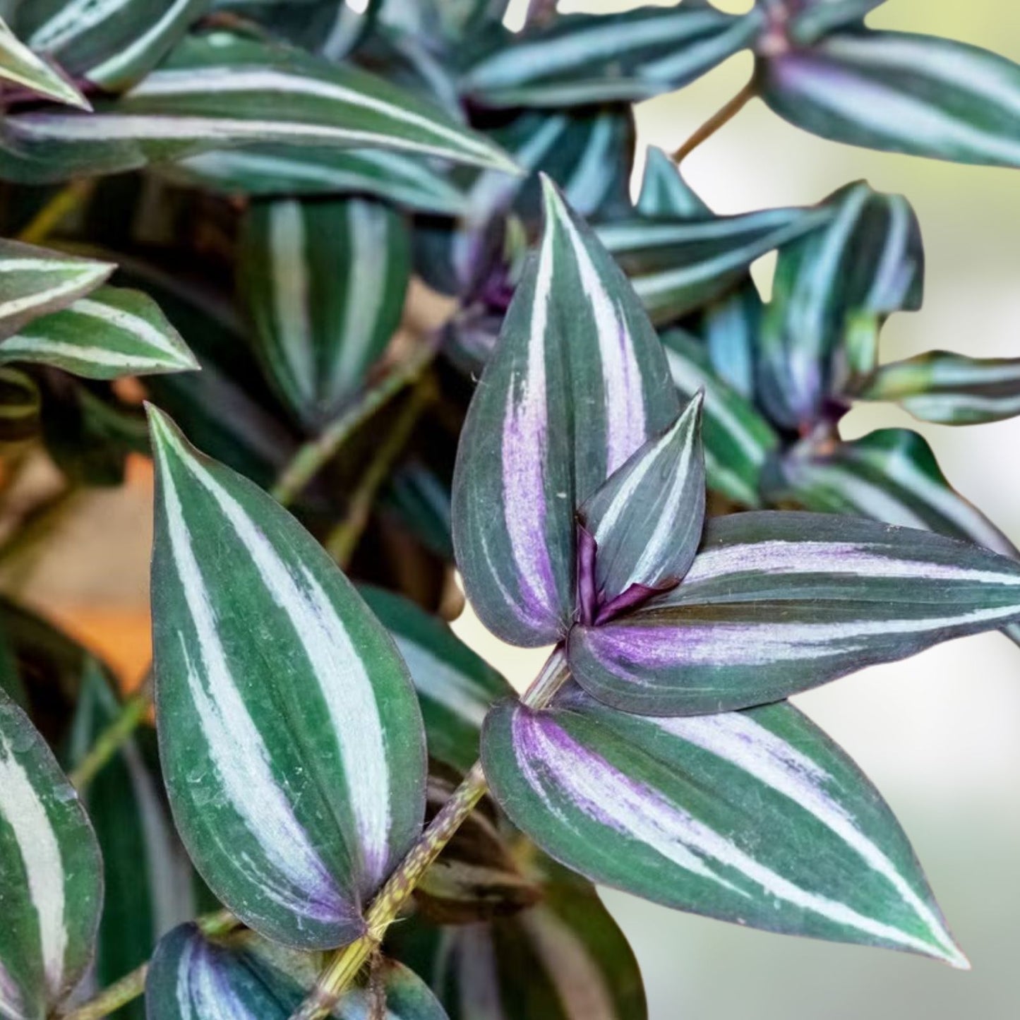 10 Rooted Plant Cuttings - Wandering Jew & Arrowhead Vine - Tradescantia Zebrina & Syngonium Podophyllum