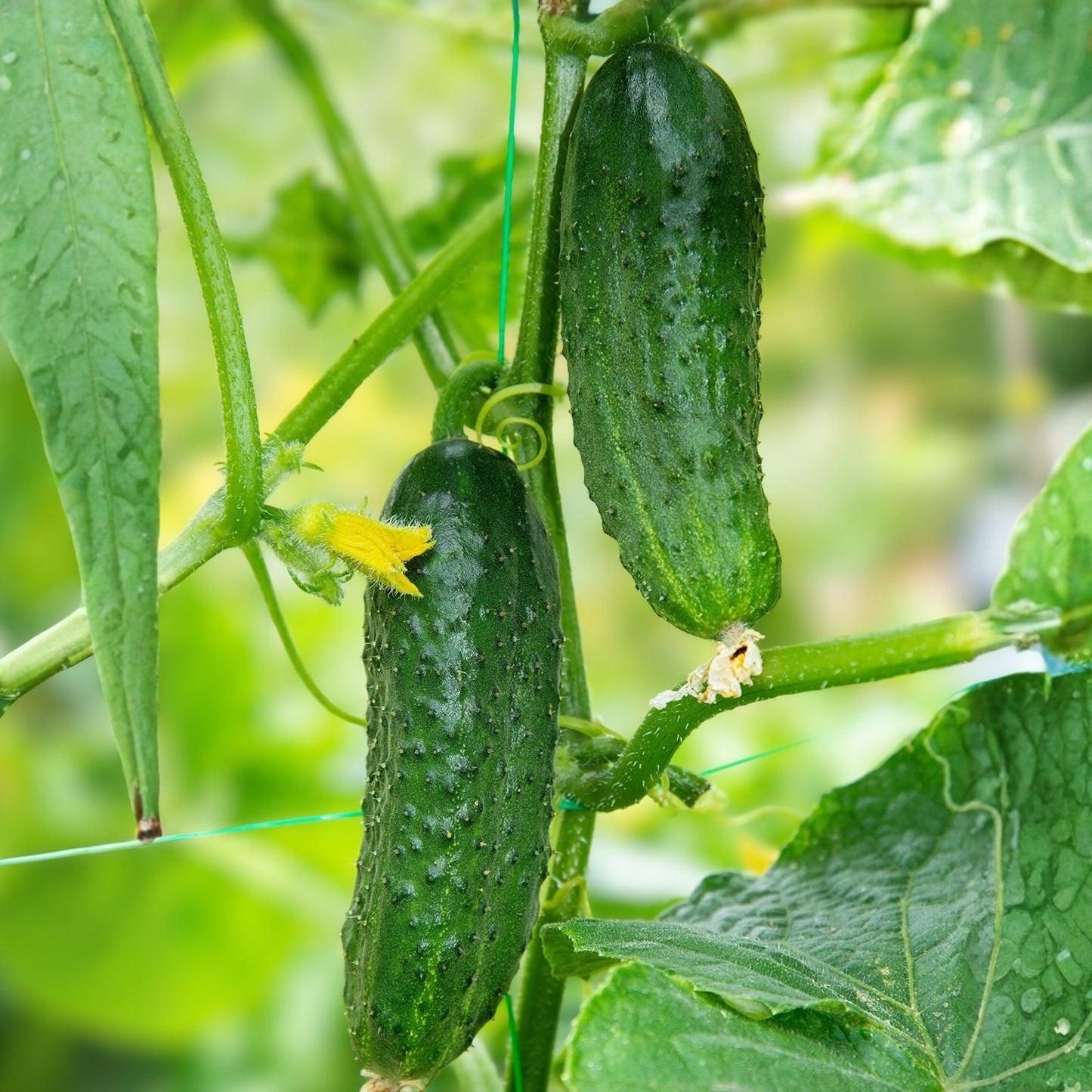 Cucumber Seeds 100 Count Heirloom Non-GMO Marketer Variety Cucumis sativus Vegetable Seeds for Gardening