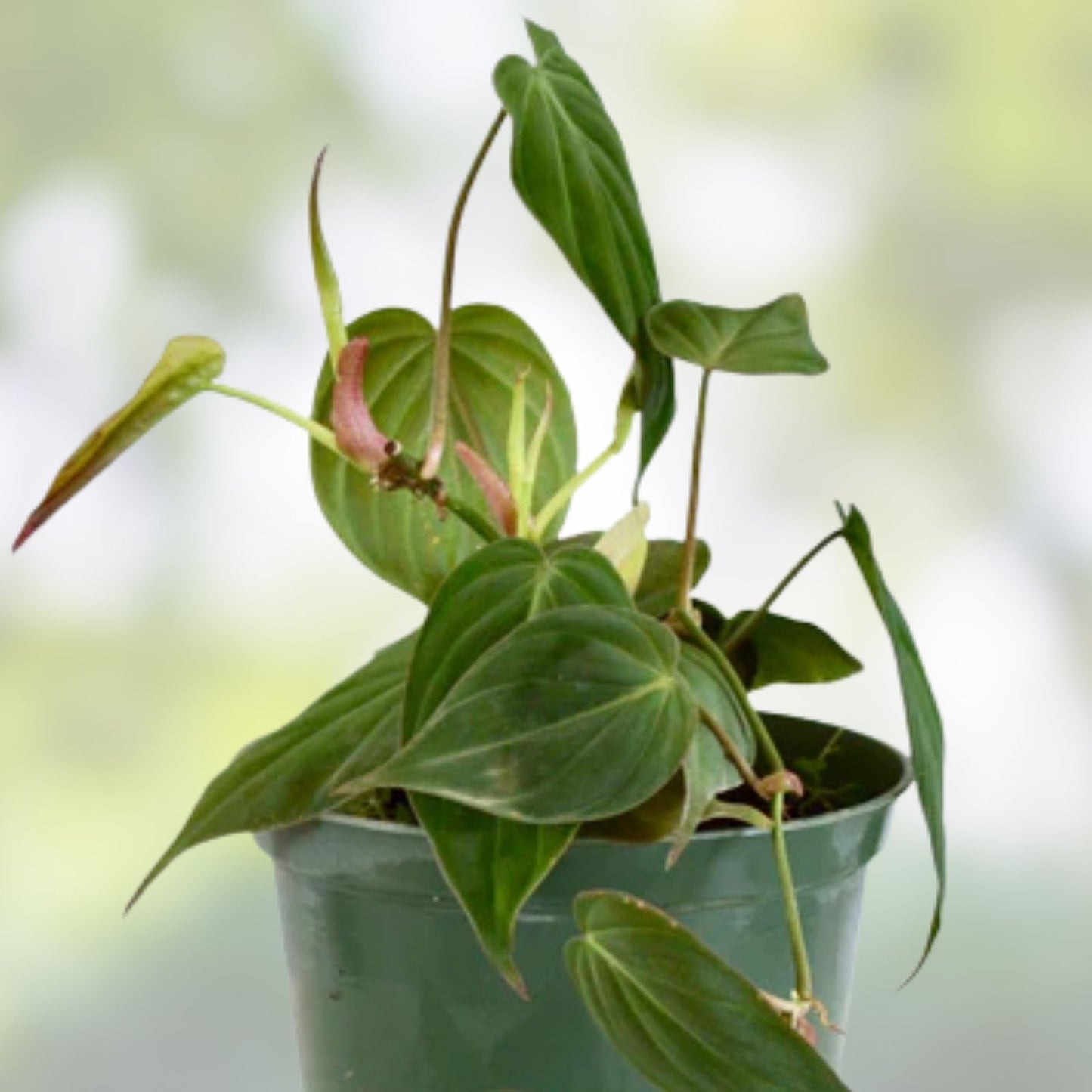 Philodendron Micans Indoor Houseplant – 6" Pot – Velvet Green Vining Plant – Easy Care Tropical Houseplant
