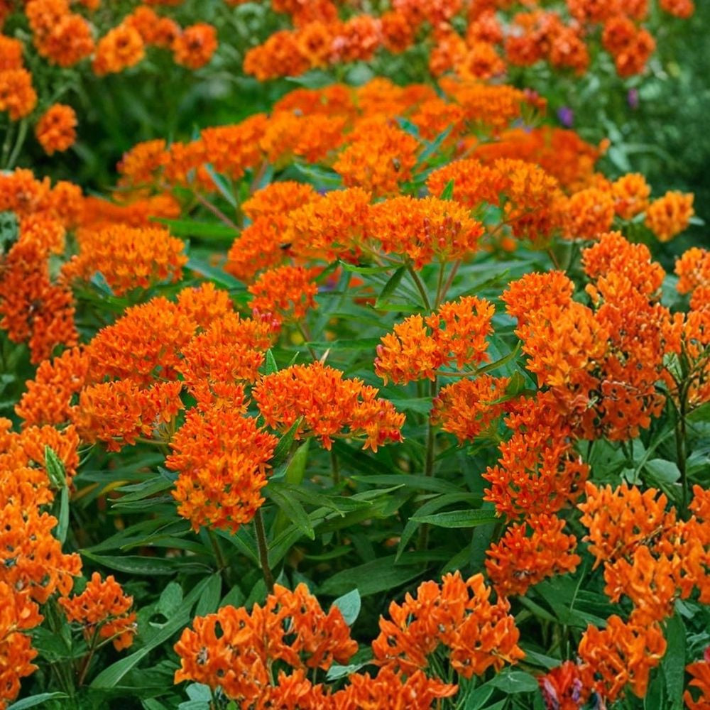 Hummingbird & Butterfly Wildflower Seed Mix 200 Organic Non-GMO Nectar Variety for Pollinators