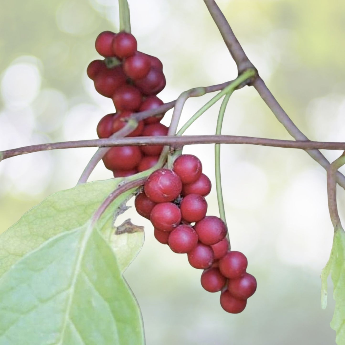 Magnolia Vine Seeds - Organic 10 Pack - Schisandra sphenanthera - Free U.S. Shipping