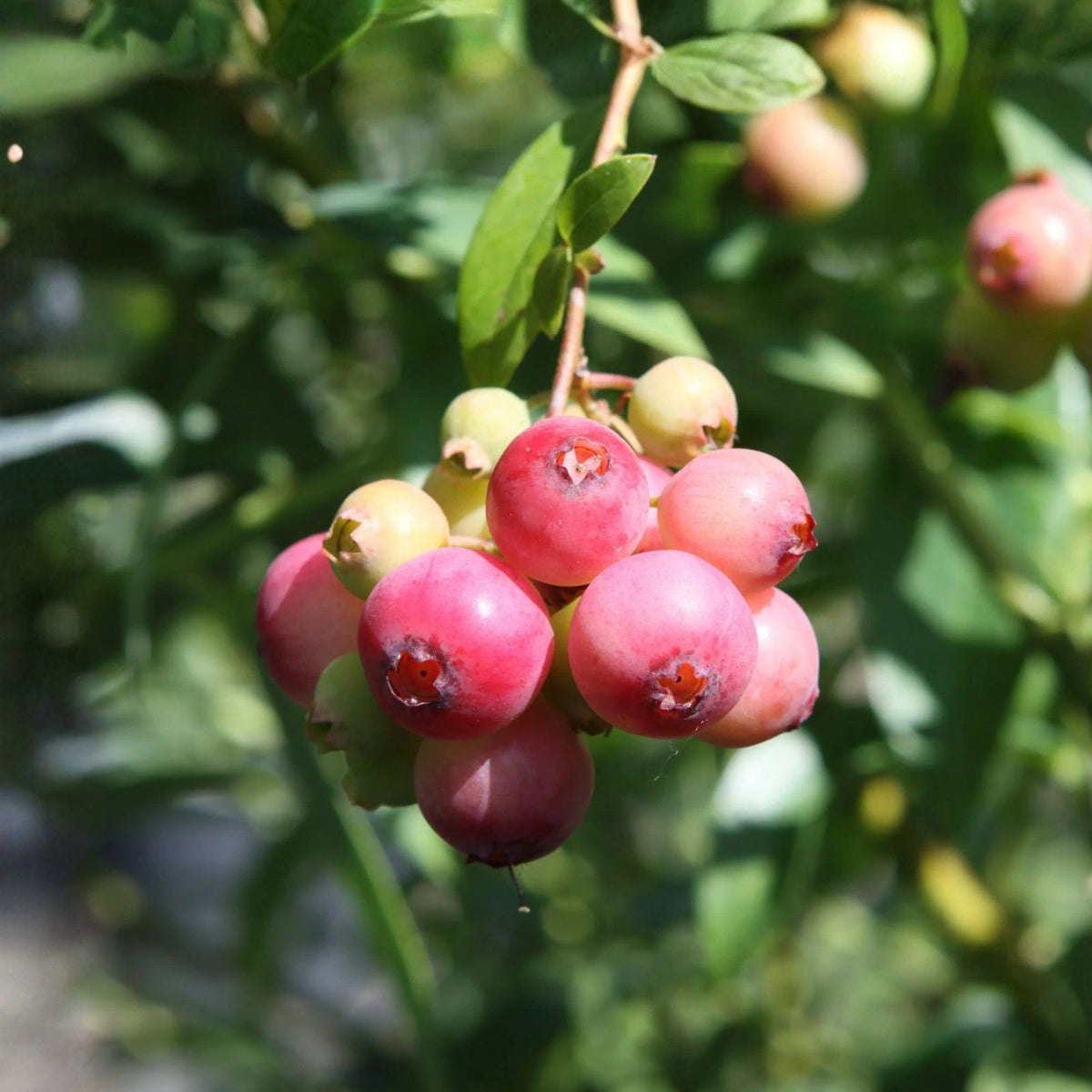 Pink Popcorn Blueberry Starter Plant Plug - 1 Dormant Plant - Vaccinium corymbosum 'Pink Popcorn' - Compact Bush, Pink Fruit