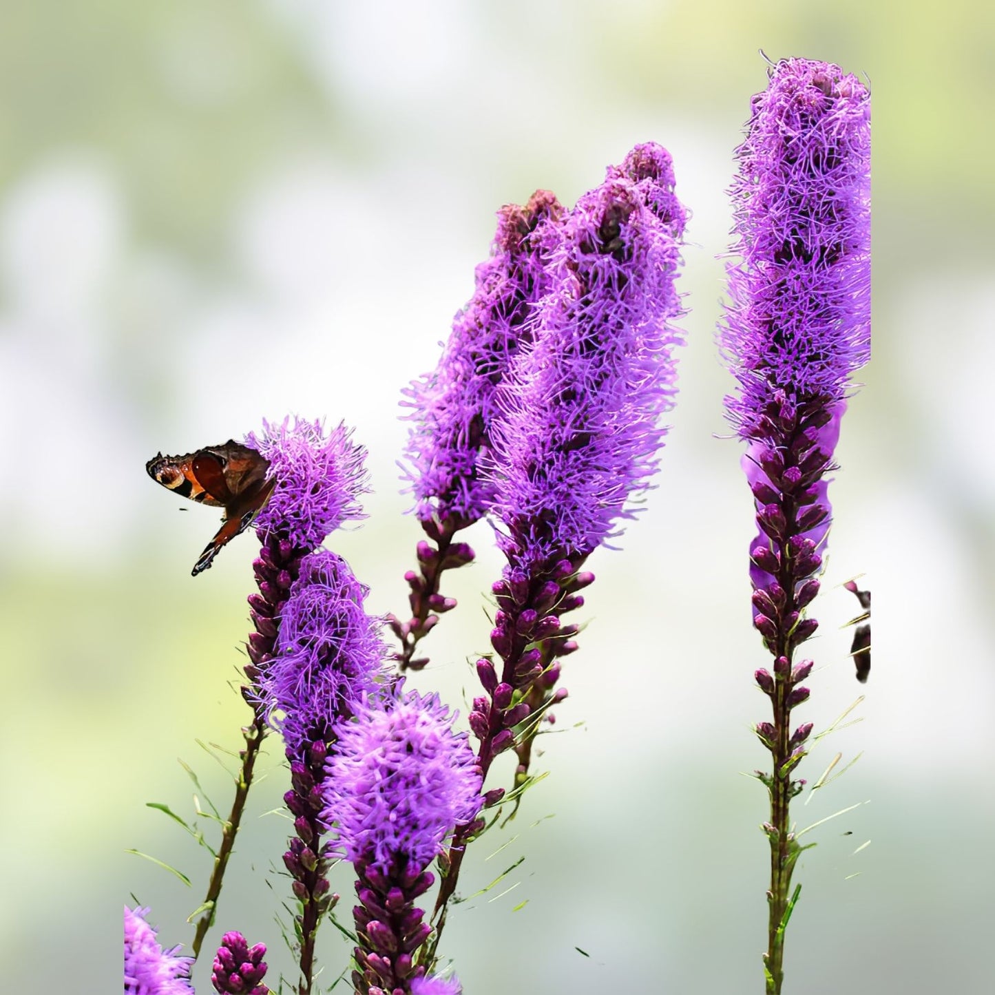Purple Blazing Star Bare Root Perennials Set of 3 – Liatris spicata Live Garden Flowers for Zones 3-8