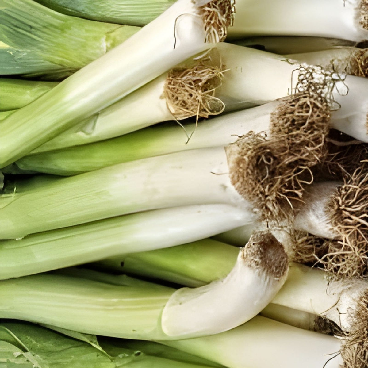 Leek Seeds 500 Pack American Flag Heirloom Non-GMO Allium ampeloprasum Vegetable Seeds