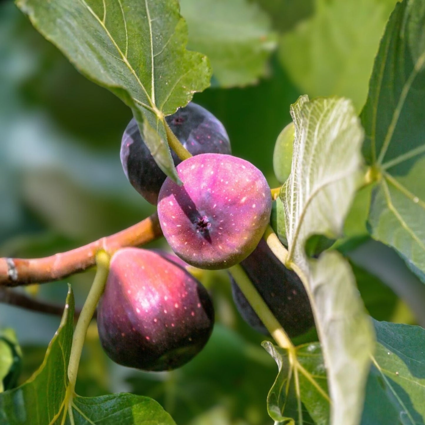 Fig Cuttings 6-Pack LSU Purple & Desert King Ficus carica | Fruit Tree Propagation | Garden Planting Supplies