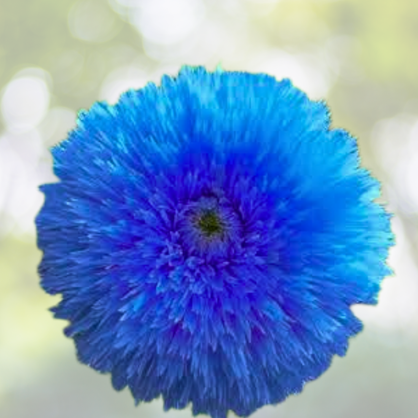 50pcs Blue Teddy Bear Sunflower Seeds