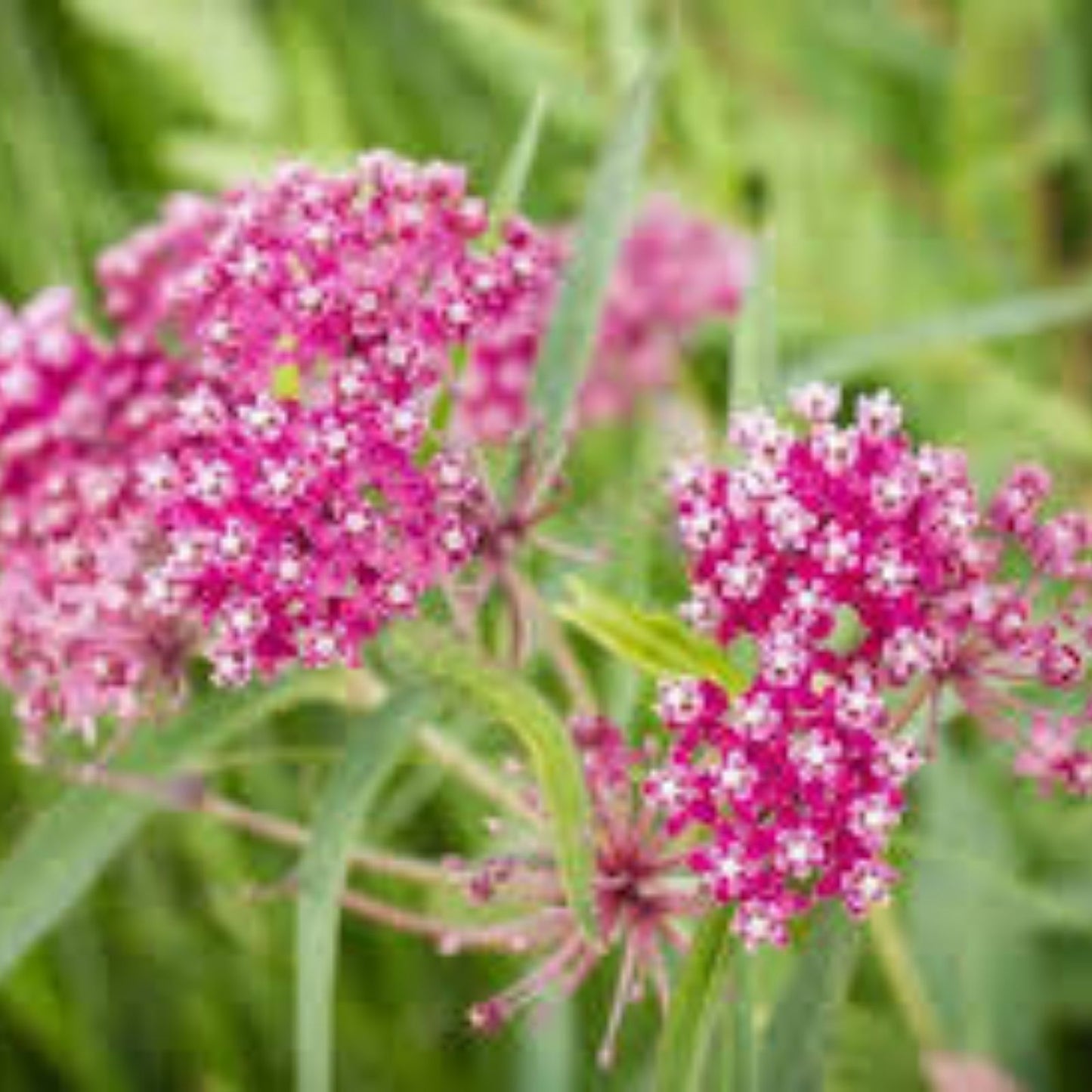 White Swamp Milkweed Seeds 100 Count - Native Asclepias incarnata for Pollinators - Whorled Milkweed Plant Seeds