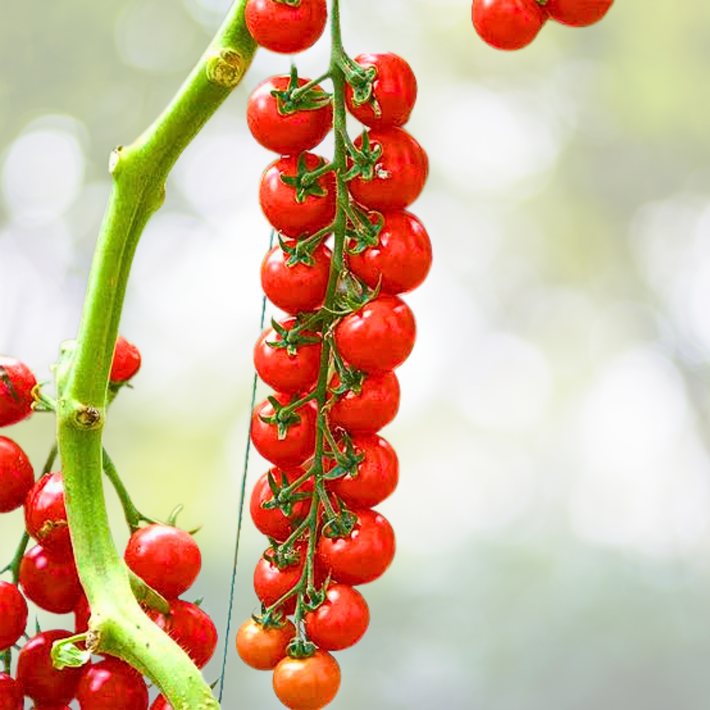 Waterfall Tomato Seeds - 200pcs Heirloom Non-GMO High-Yield Variety - Solanum lycopersicum