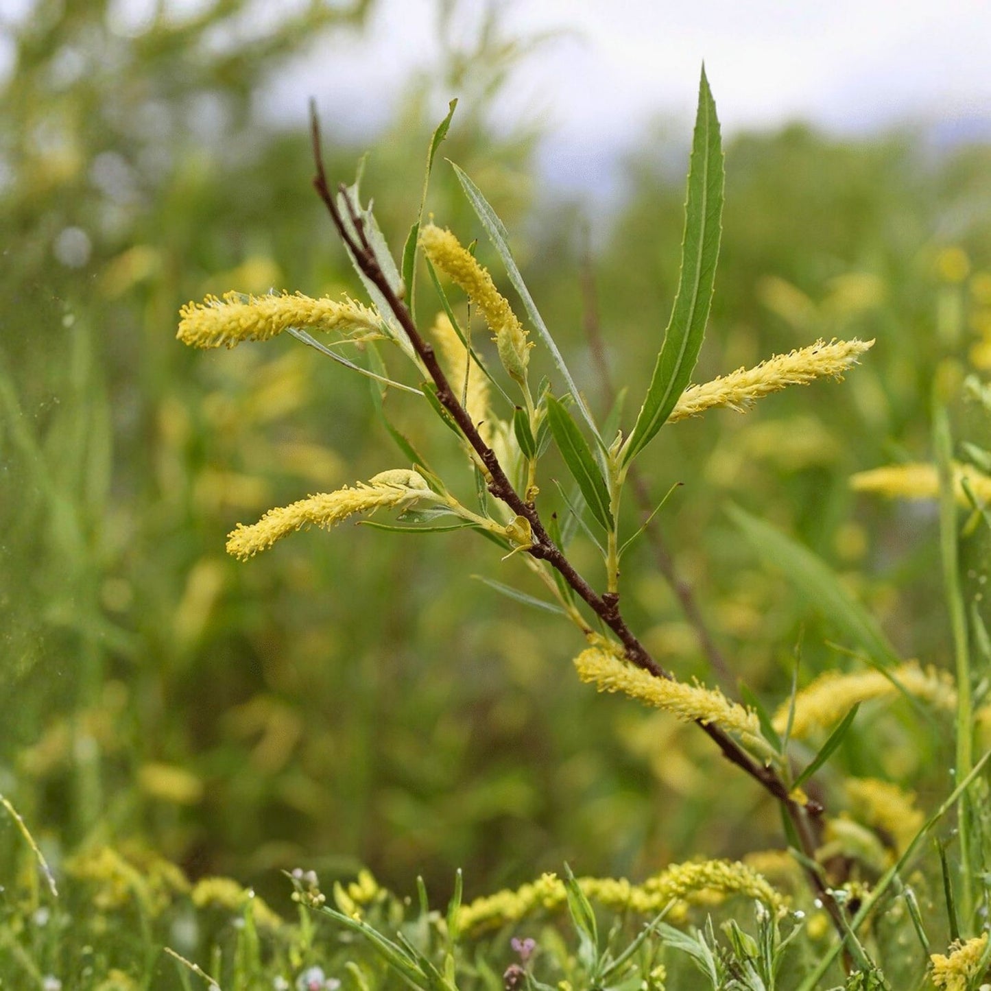 Black Willow Cuttings 18" Fresh Salix nigra Native Plant Propagation - Live Tree Branches for Gardening and Landscaping