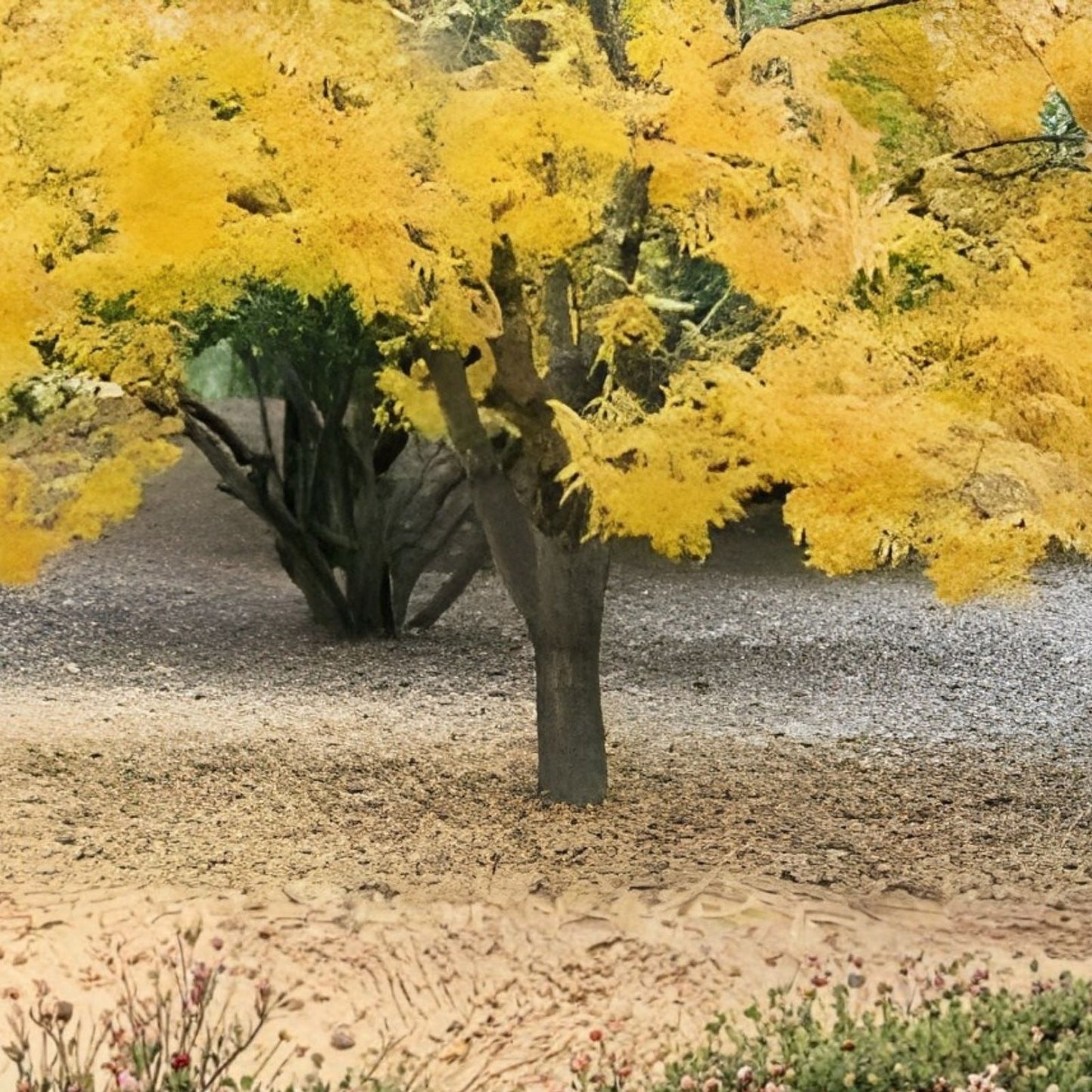 Thornless Honey Locust Seeds 20 Pack - Gleditsia triacanthos - Drought-Tolerant, Fast-Growing Tree Seeds for Planting