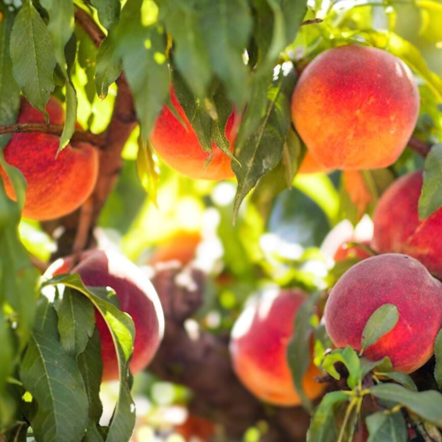 Peach Tree Cuttings - 5 Easy to Root Propagation Cuttings - Prunus persica - Fruit Tree Gardening Supplies