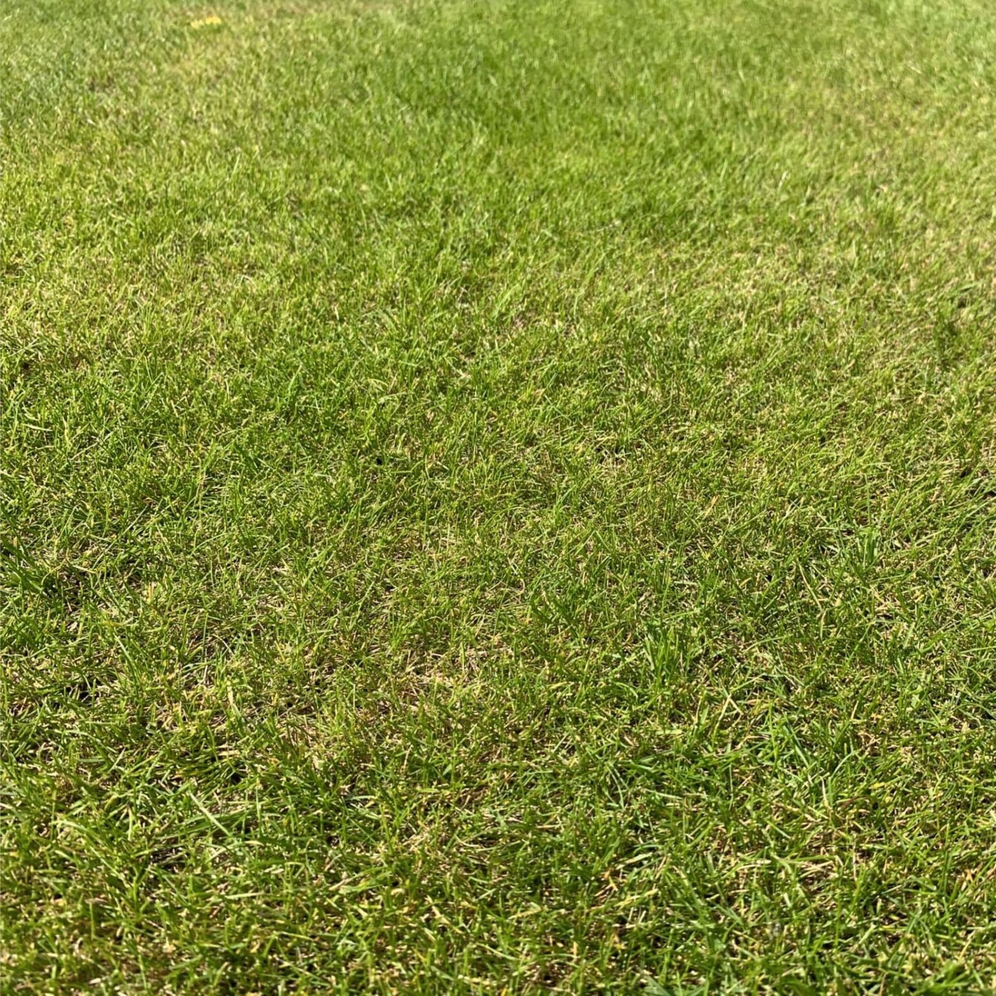 Creeping Red Fescue Seeds 1,000 Seeds - Festuca rubra for Lawns, Erosion Control, Shade Tolerance, Cool Season Grass