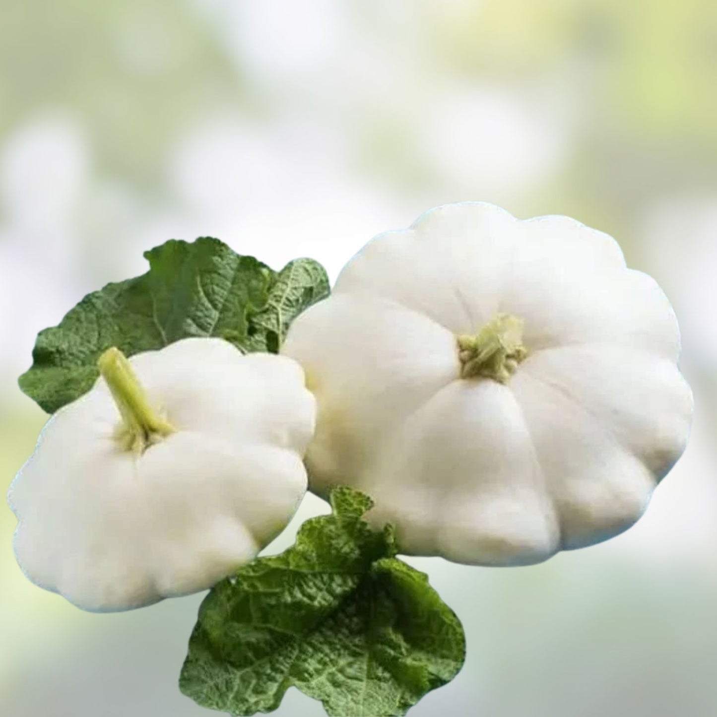 White Scallop Squash Seeds - 10 Seeds - Early White Bush Cucurbita pepo - Gourmet Vegetable Gardening Supplies