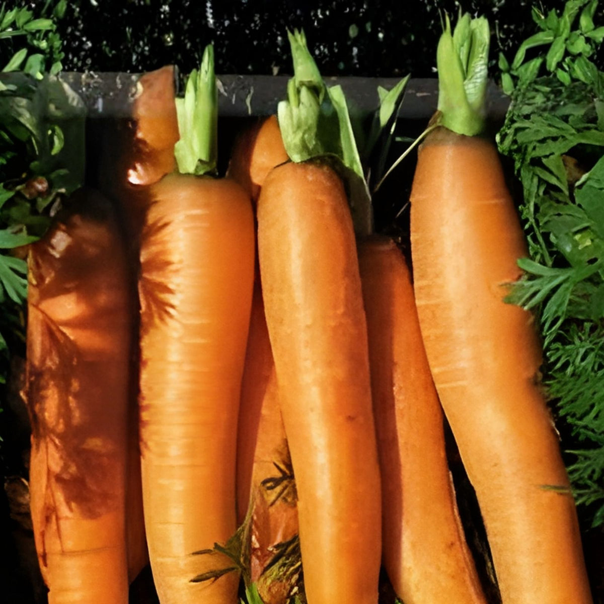 Carrot Seeds Danvers Half Long Heirloom Non-GMO Organic Vegetable Gardening Daucus carota 50+ Seeds