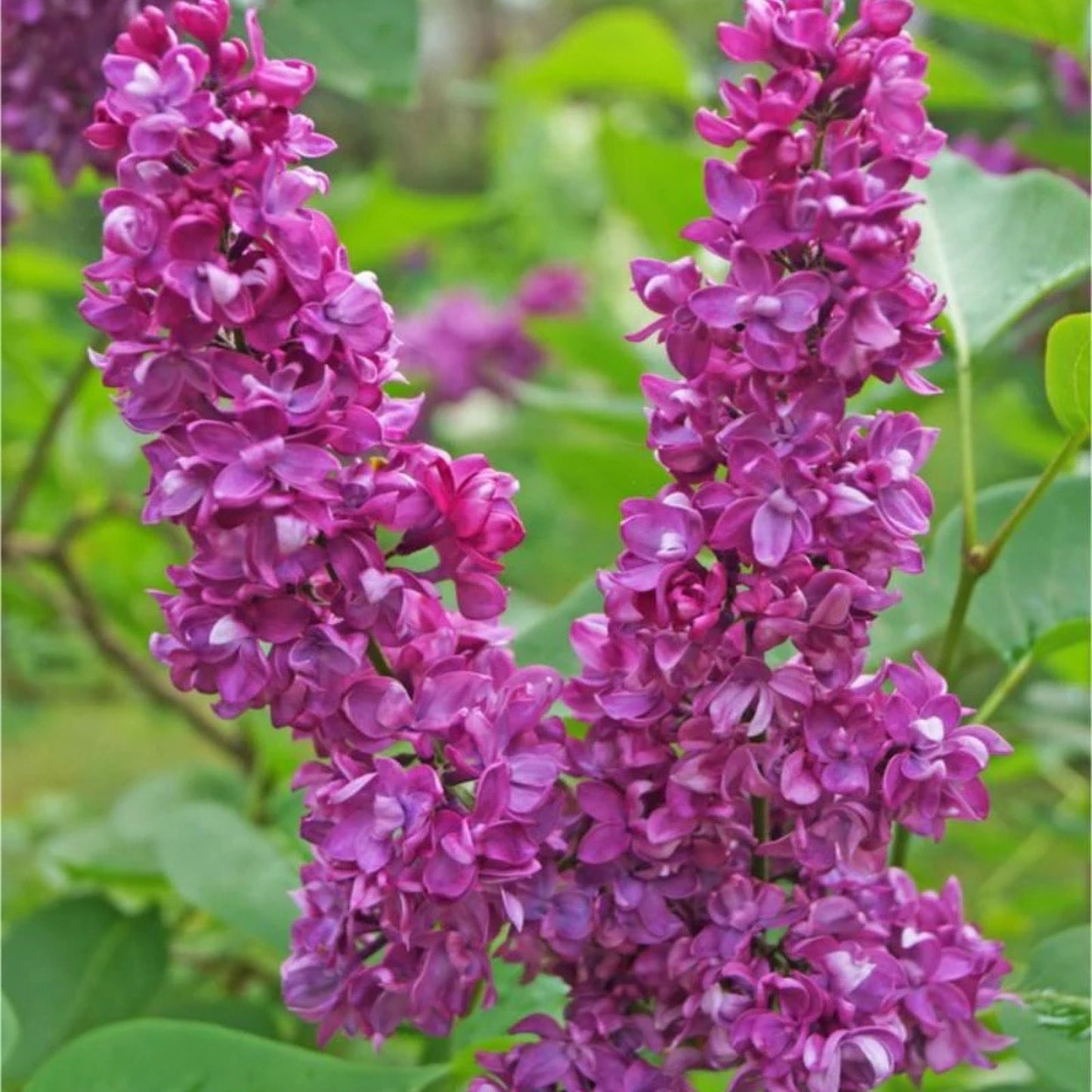 Purple Lilac Seeds - 100 Count, Syringa vulgaris, Stunning Purple Flowers for Gardens and Landscaping