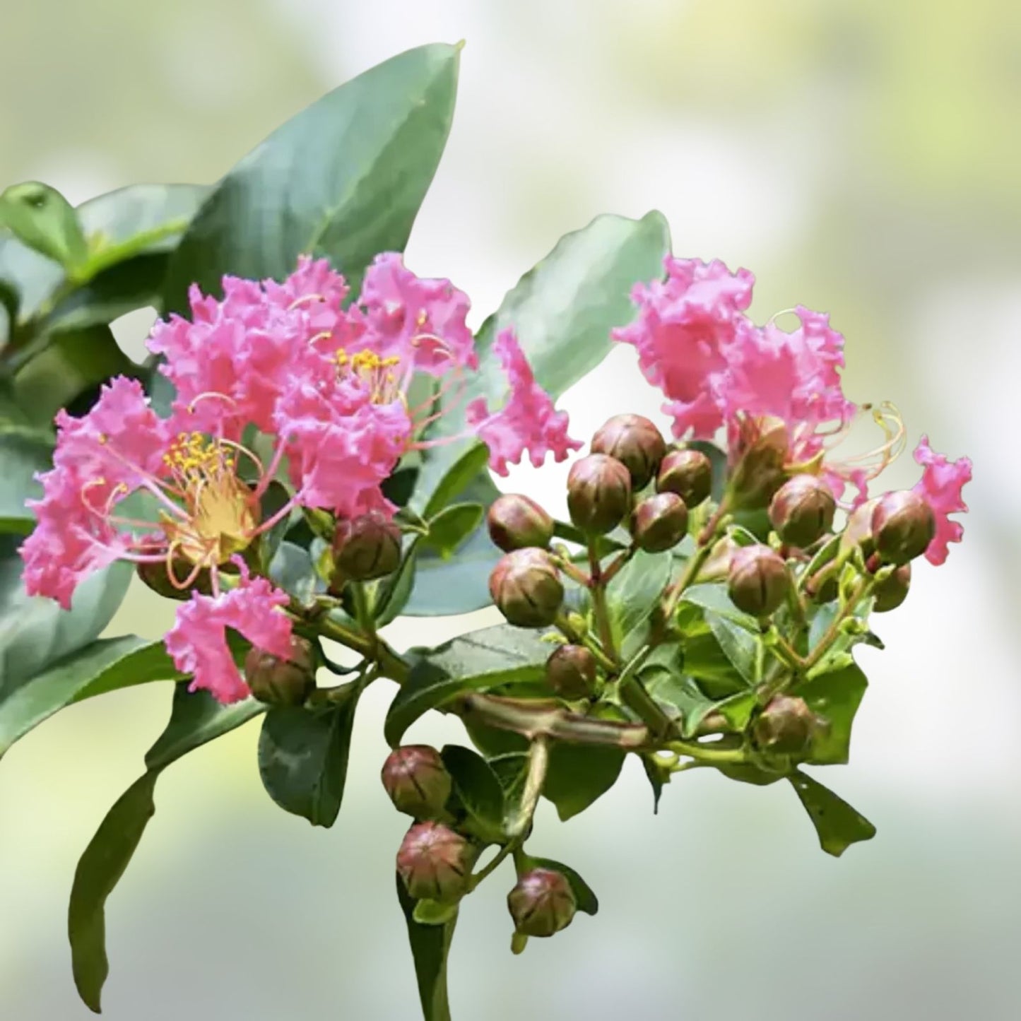 Crape Myrtle Cuttings 8 Inches Heirloom Deep Pink Lagerstroemia indica Garden Plant Propagation