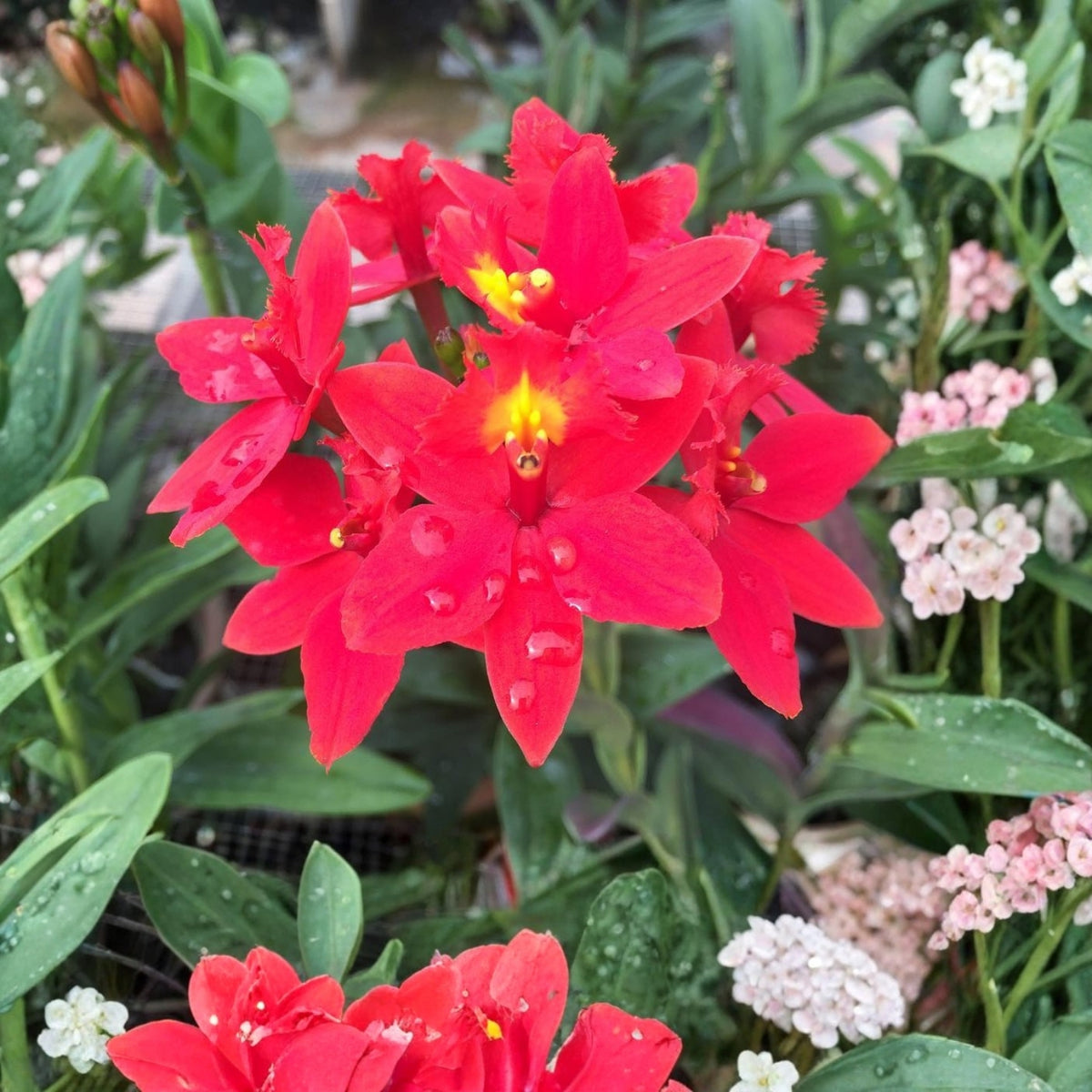 Rare Pink Orchid Plant - Epidendrum Joseff Leii - Easy Care Fire Star Orchid - Stunning Blooms for Indoor & Outdoor Gardens