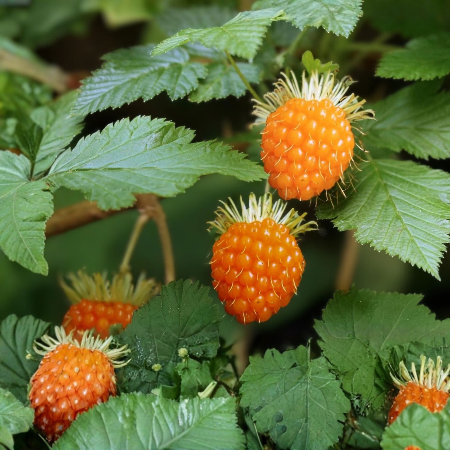 Salmonberry Root Cuttings - 5 Live Organic Rhizomes - Rubus spectabilis - Natural Plants for Garden and Landscaping