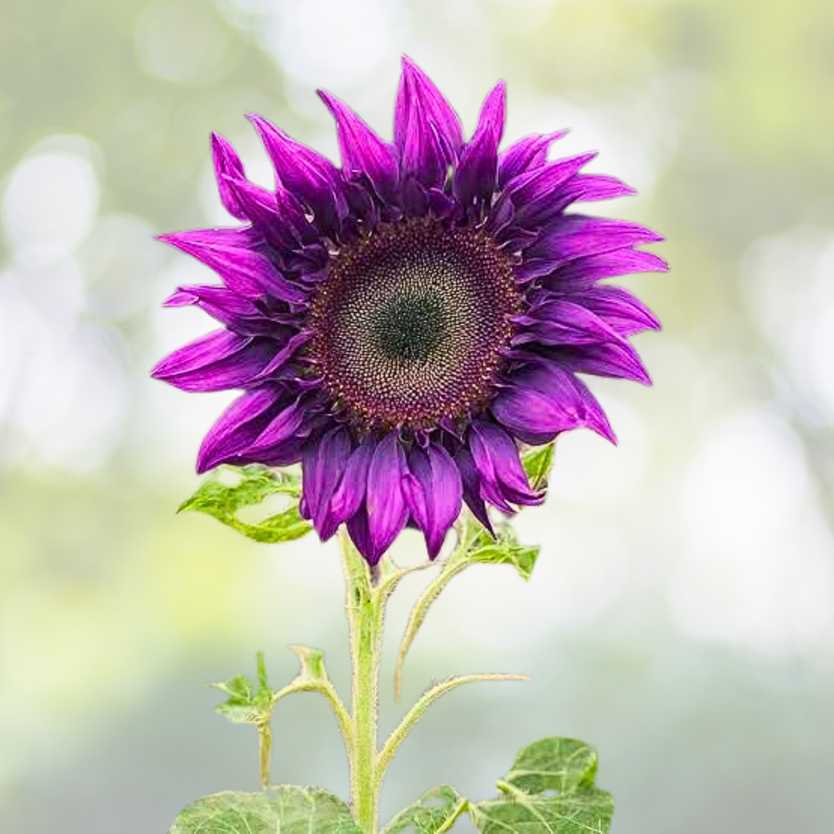 50pcs Purple Sunflower Seeds - Non-GMO Heirloom Variety - Helianthus annuus