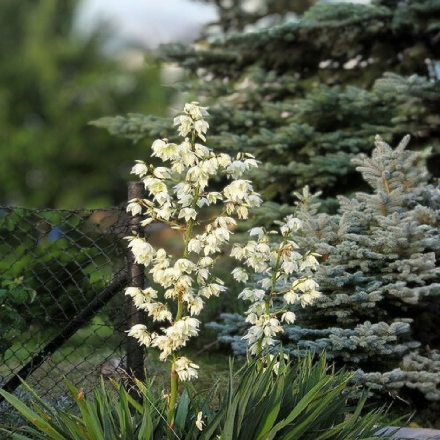 Yucca Plant Bare Root 12" Adam's Needle White Flower Indoor Outdoor Garden Plant Yucca filamentosa
