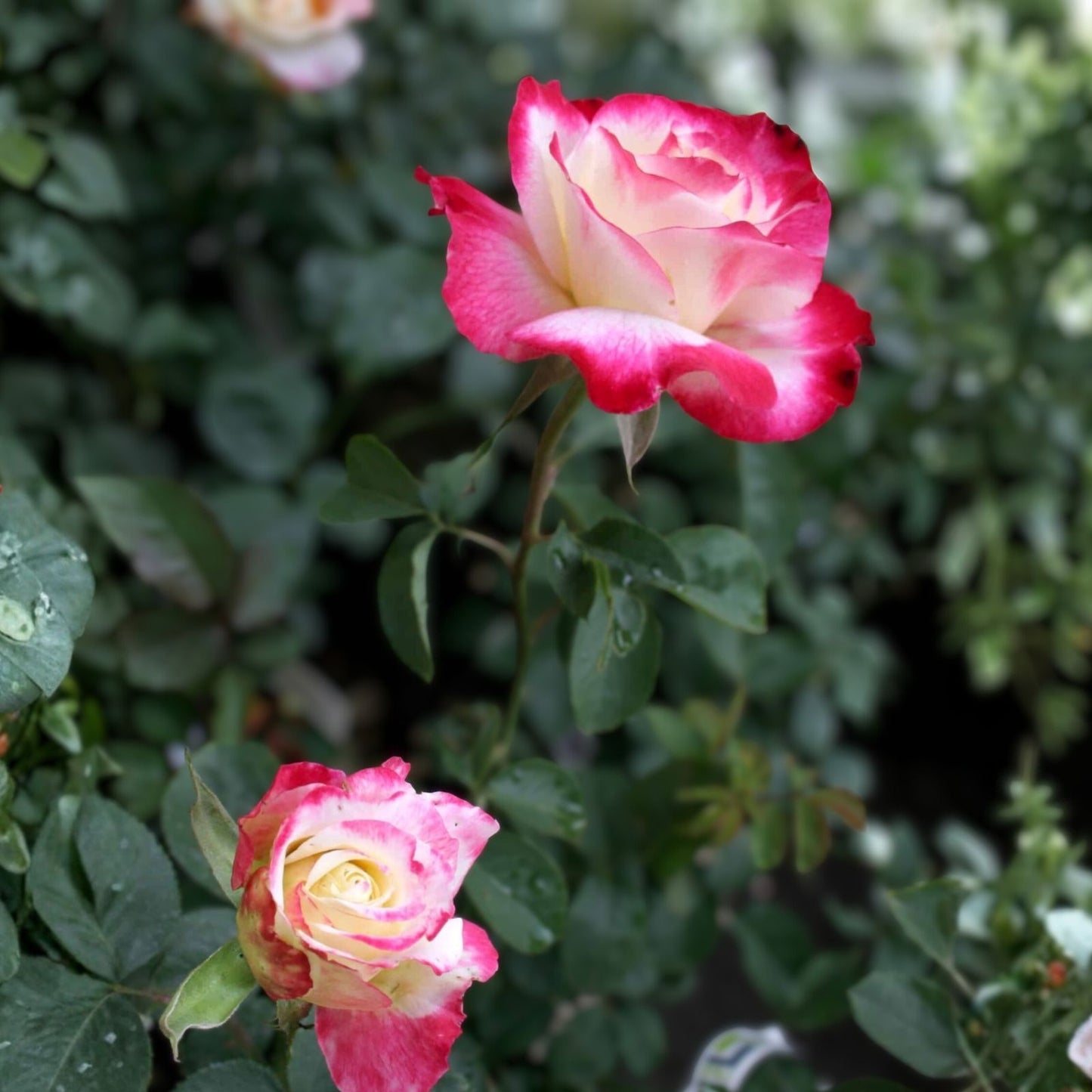 Fire & Ice Rose Bush – 1-2 ft Red and White Fragrant Hybrid Tea Floribunda Plant – Rosa Hybrid