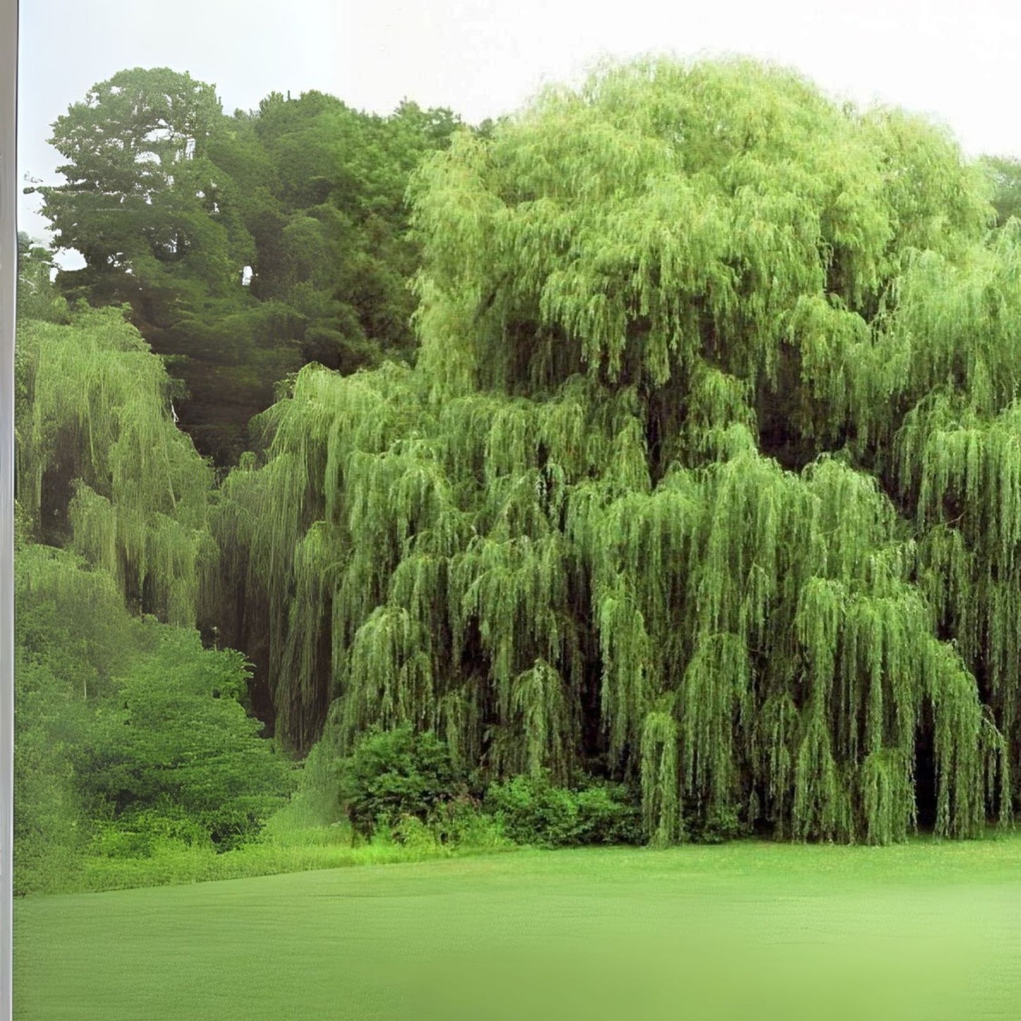 Long Leaf Weeping Willow Bonsai Tree Cutting - Salix babylonica - Perfect for Indoor or Outdoor Gardening