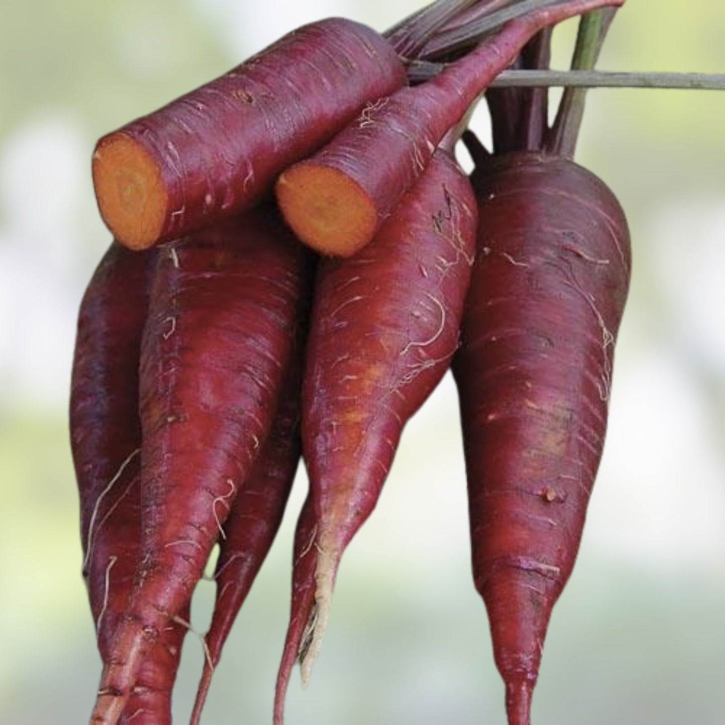 Dragon Carrot Seeds 500+ Count - Exotic Color, Delicious Taste - Daucus carota Vegetable Seeds